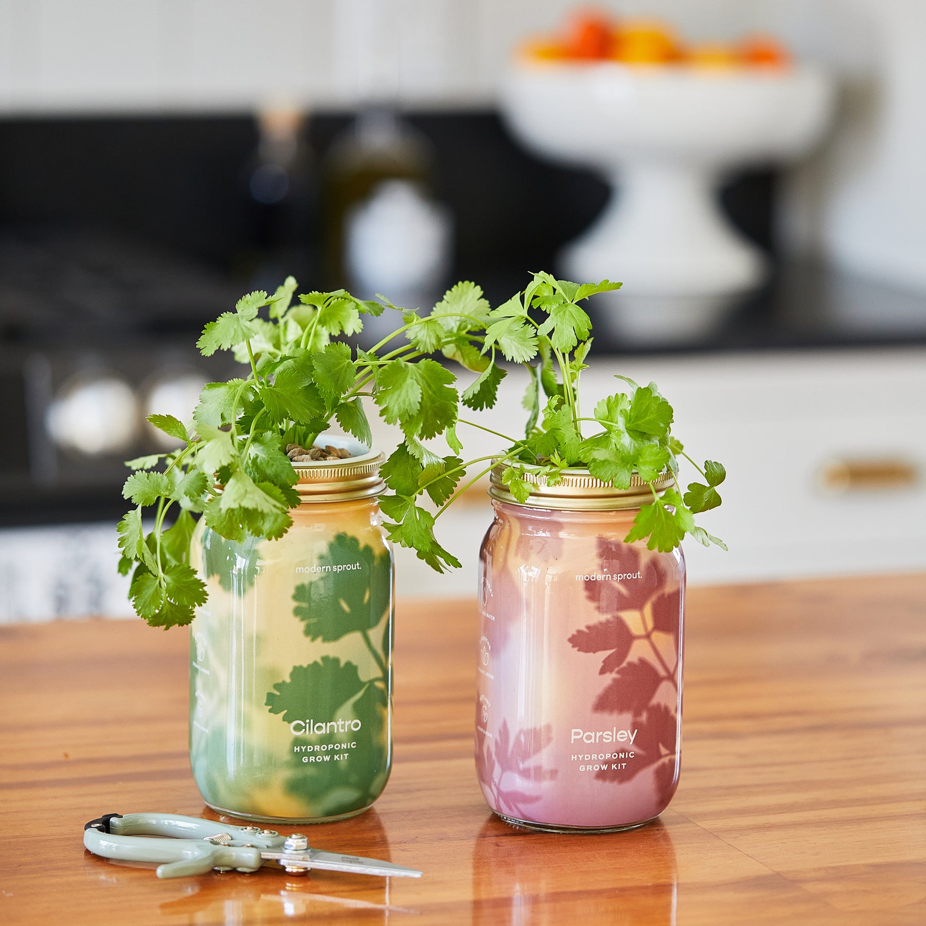 Two garden jars with organic herbs, cilantro and parsley, are displayed on a wooden countertop with scissors nearby.