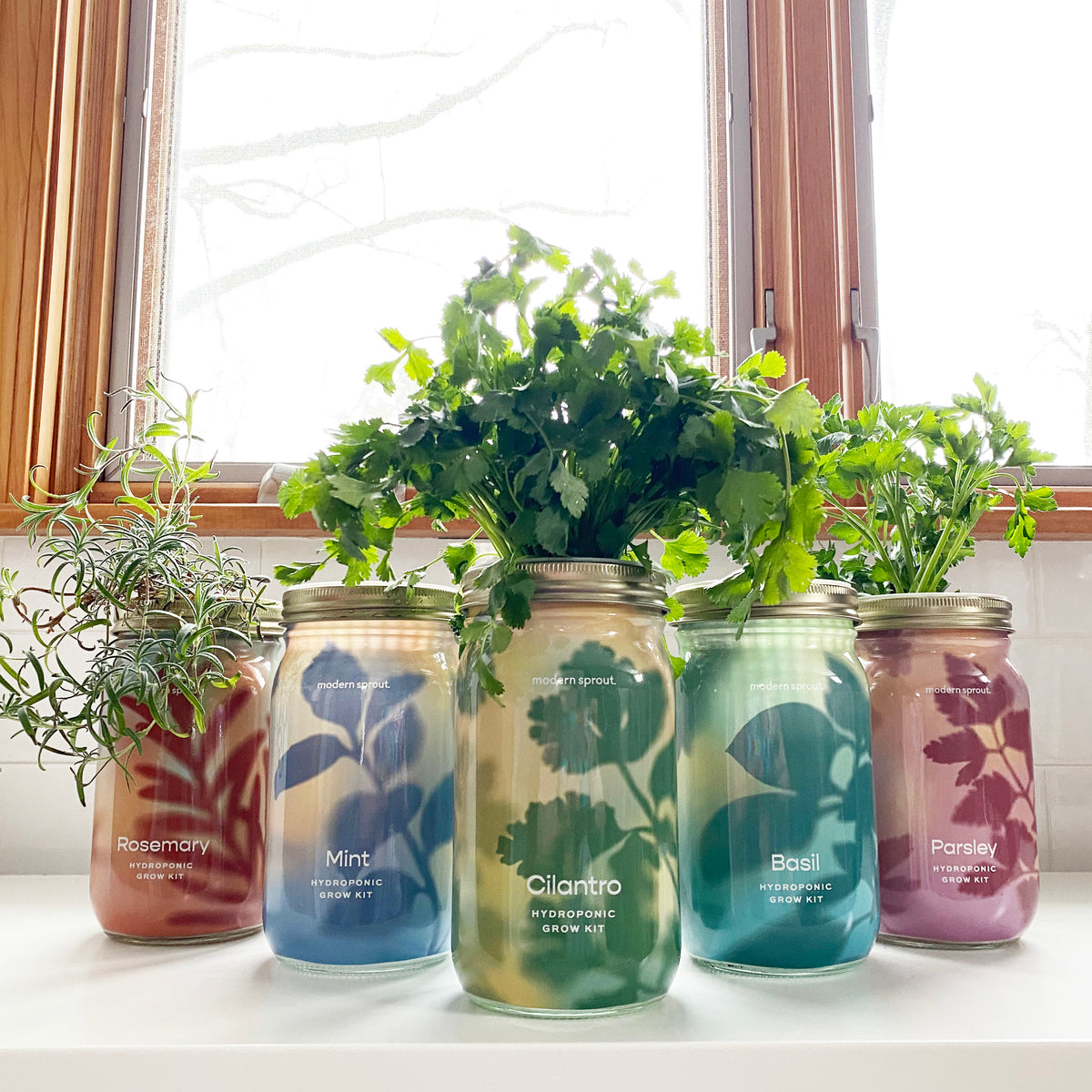 Five garden jars filled with organic herbs including rosemary, mint, cilantro, basil, and parsley on a windowsill.