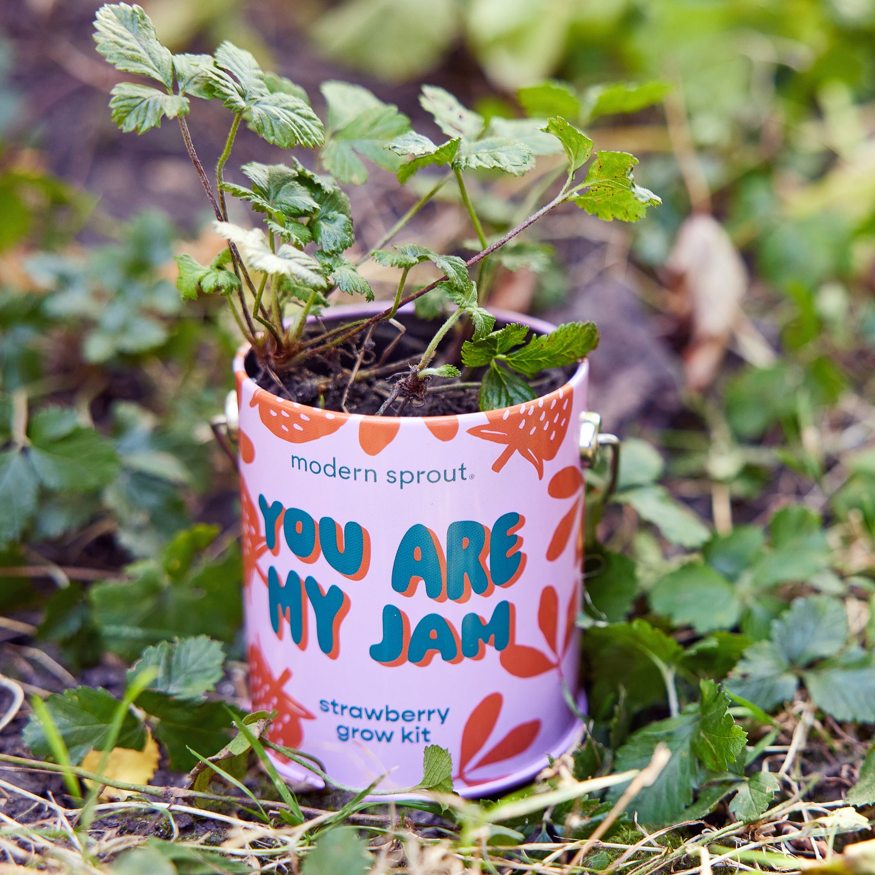 Strawberry grow kit in a colorful container with the text "You Are My Jam," featuring small green plants.