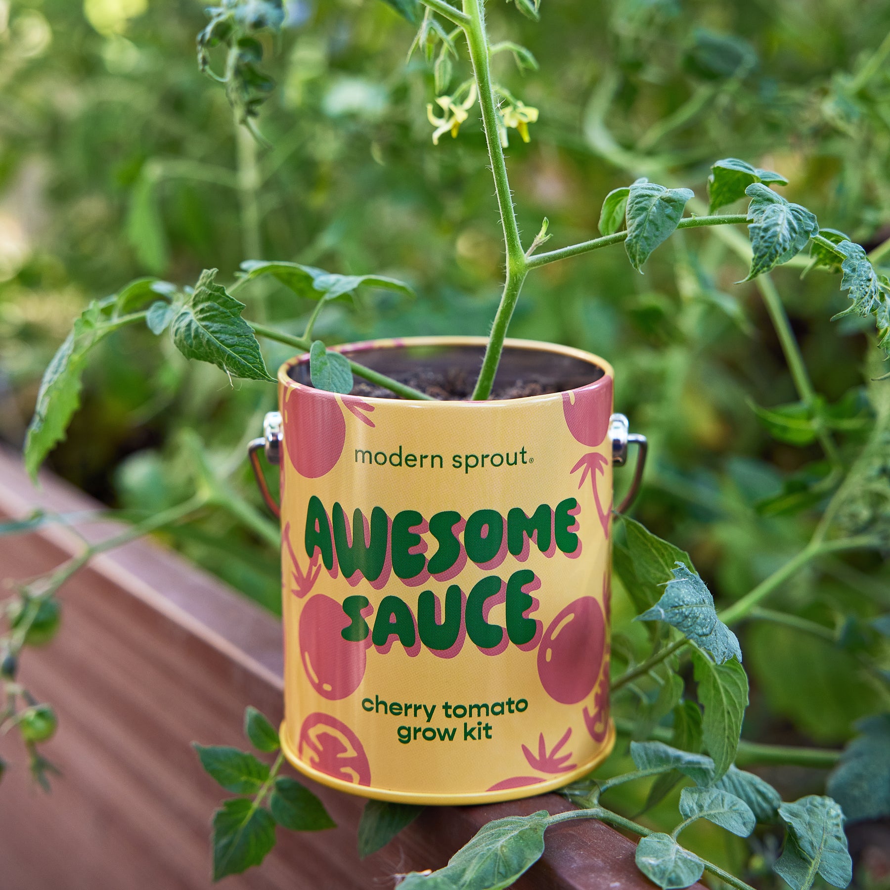 Colorful cherry tomato grow kit labeled "Awesome Sauce" in a decorative container among green plants.