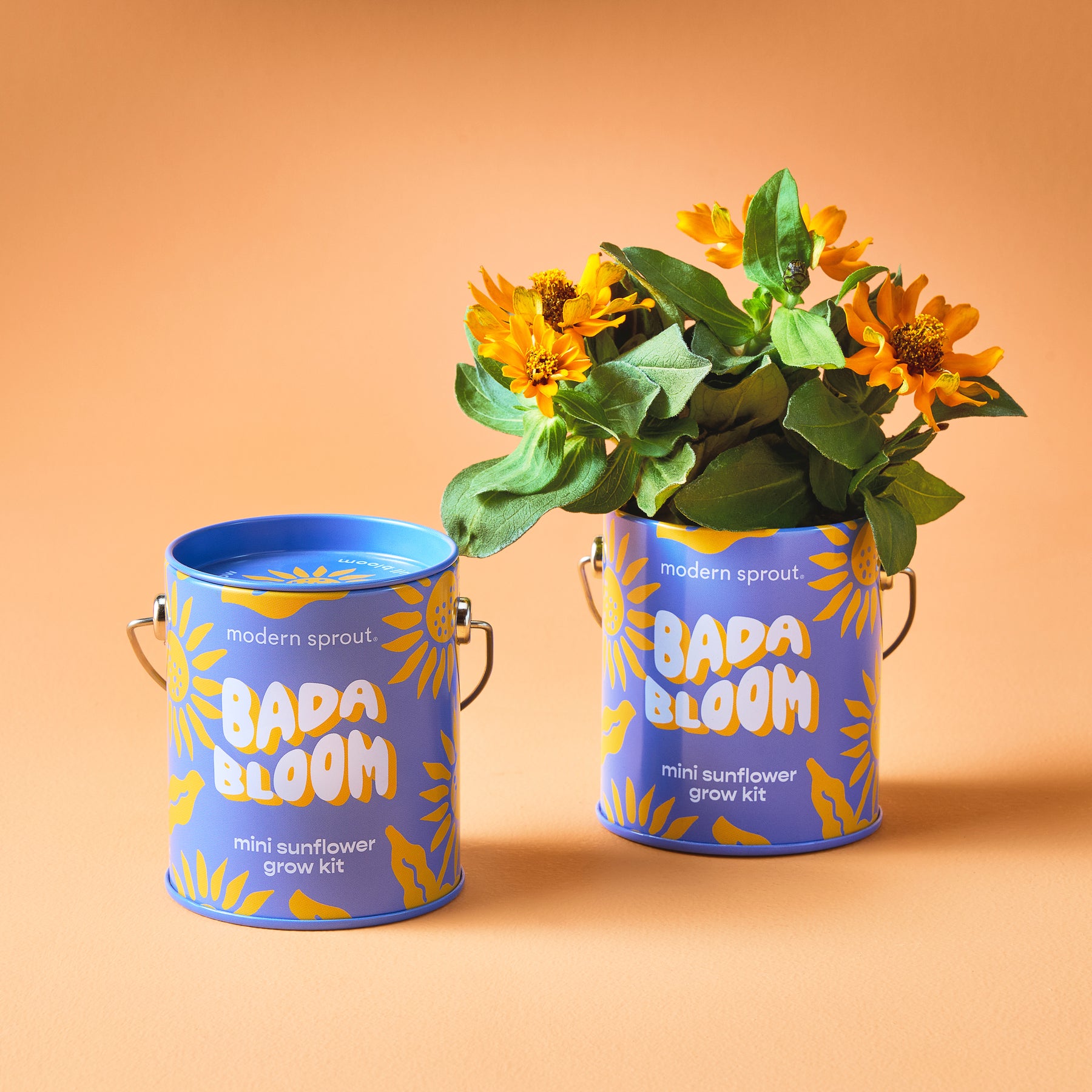 Brightly colored mini sunflower grow kits in decorative cans, featuring vibrant flowers and cheerful designs.