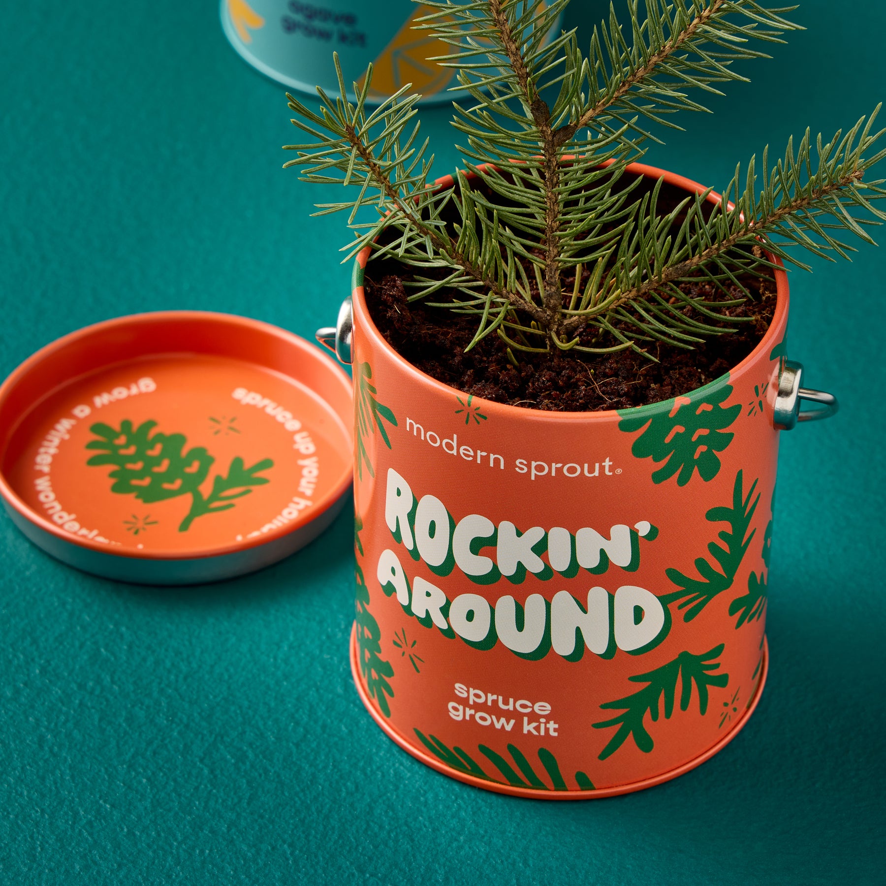Bright orange tin featuring a spruce grow kit with vibrant green foliage, set against a teal background.