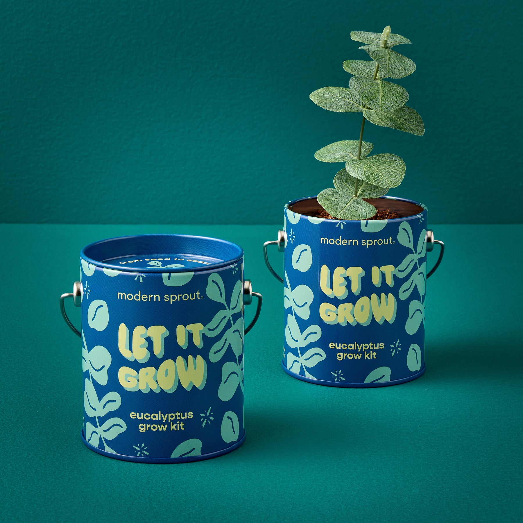 Eucalyptus grow kit in a decorative blue can with a plant sprouting, set against a teal background.