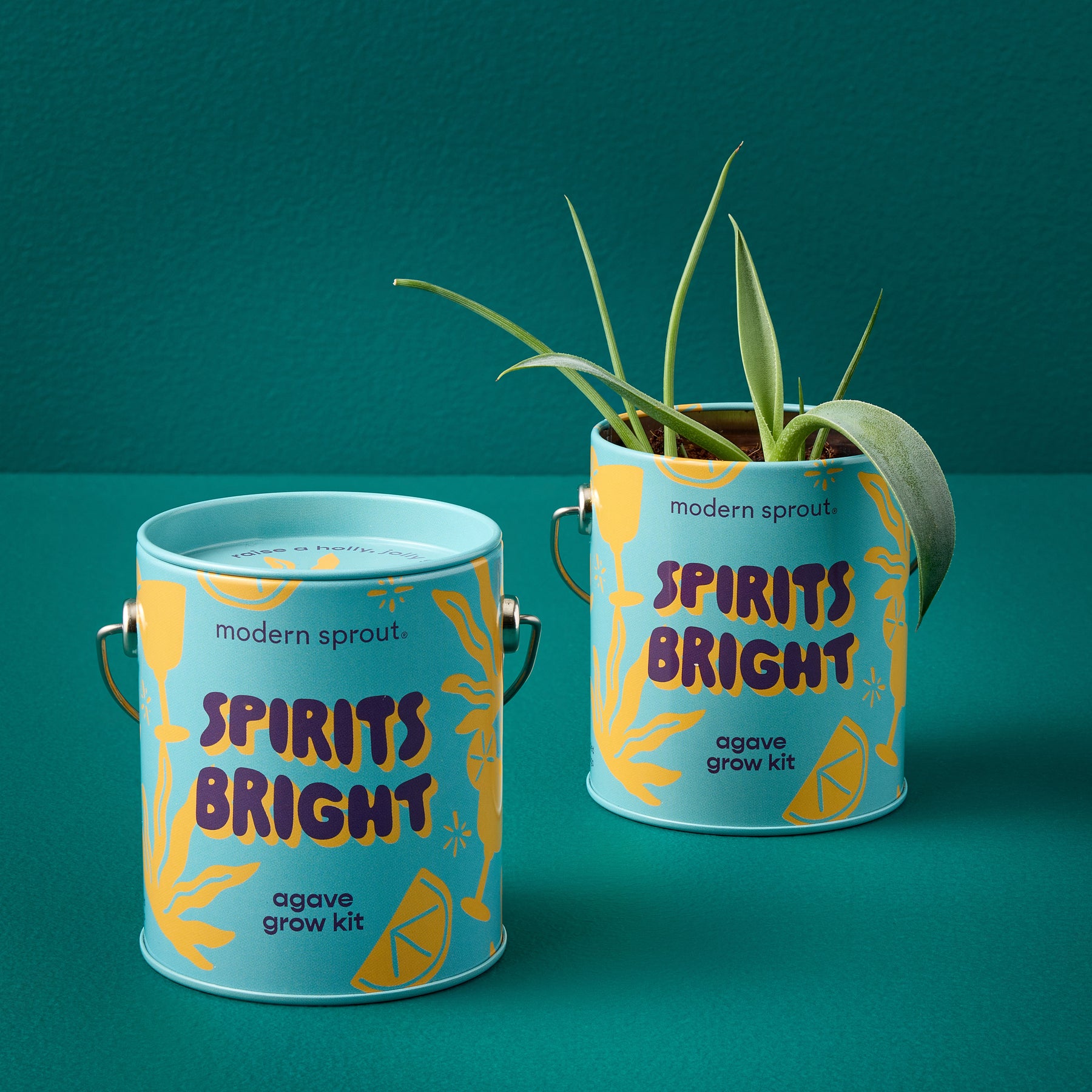 Brightly colored grow kits in decorative cans, featuring agave plants, set against a teal background.