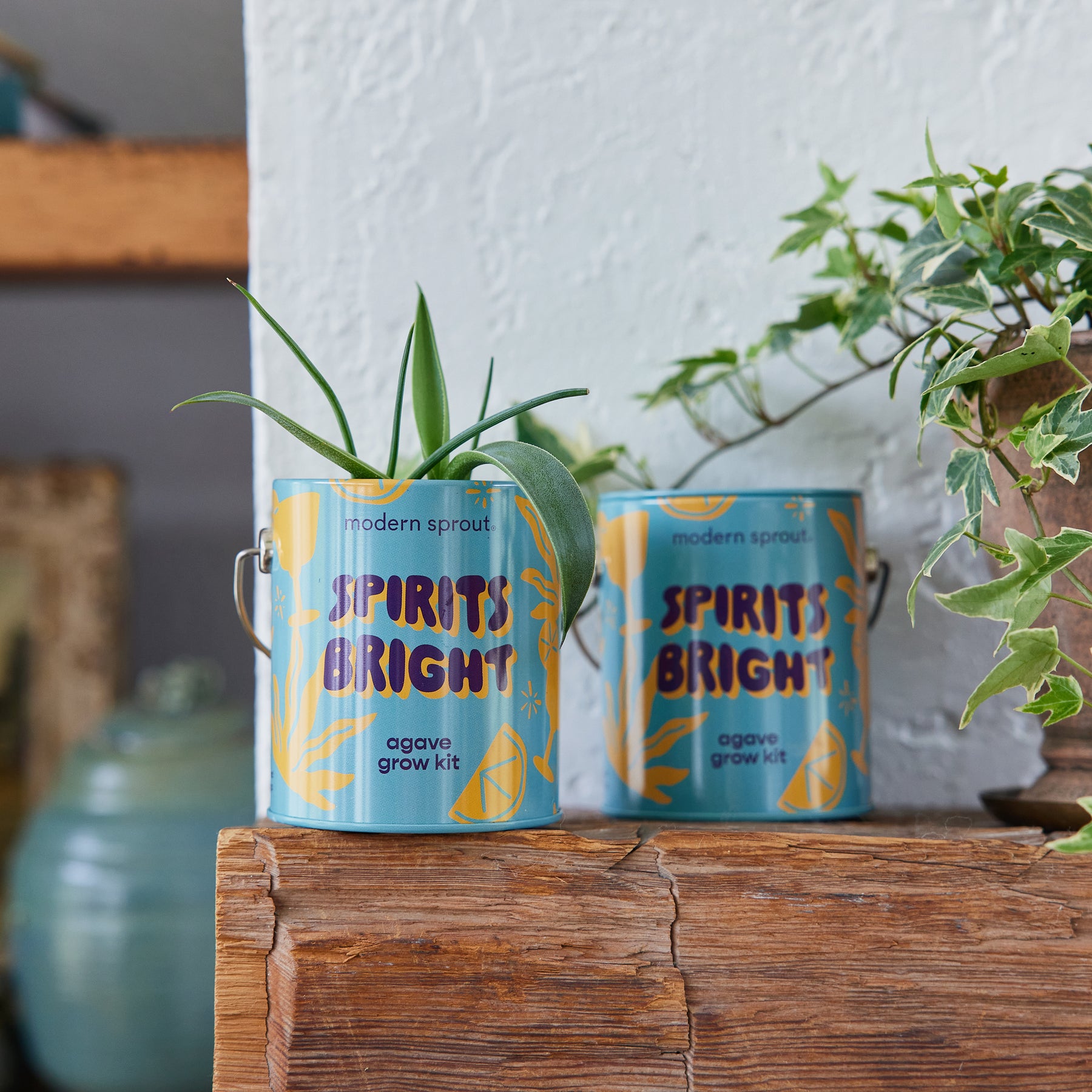 Colorful Holiday Complimentary Colors Grow Kits featuring agave plants in decorative containers on a wooden shelf.