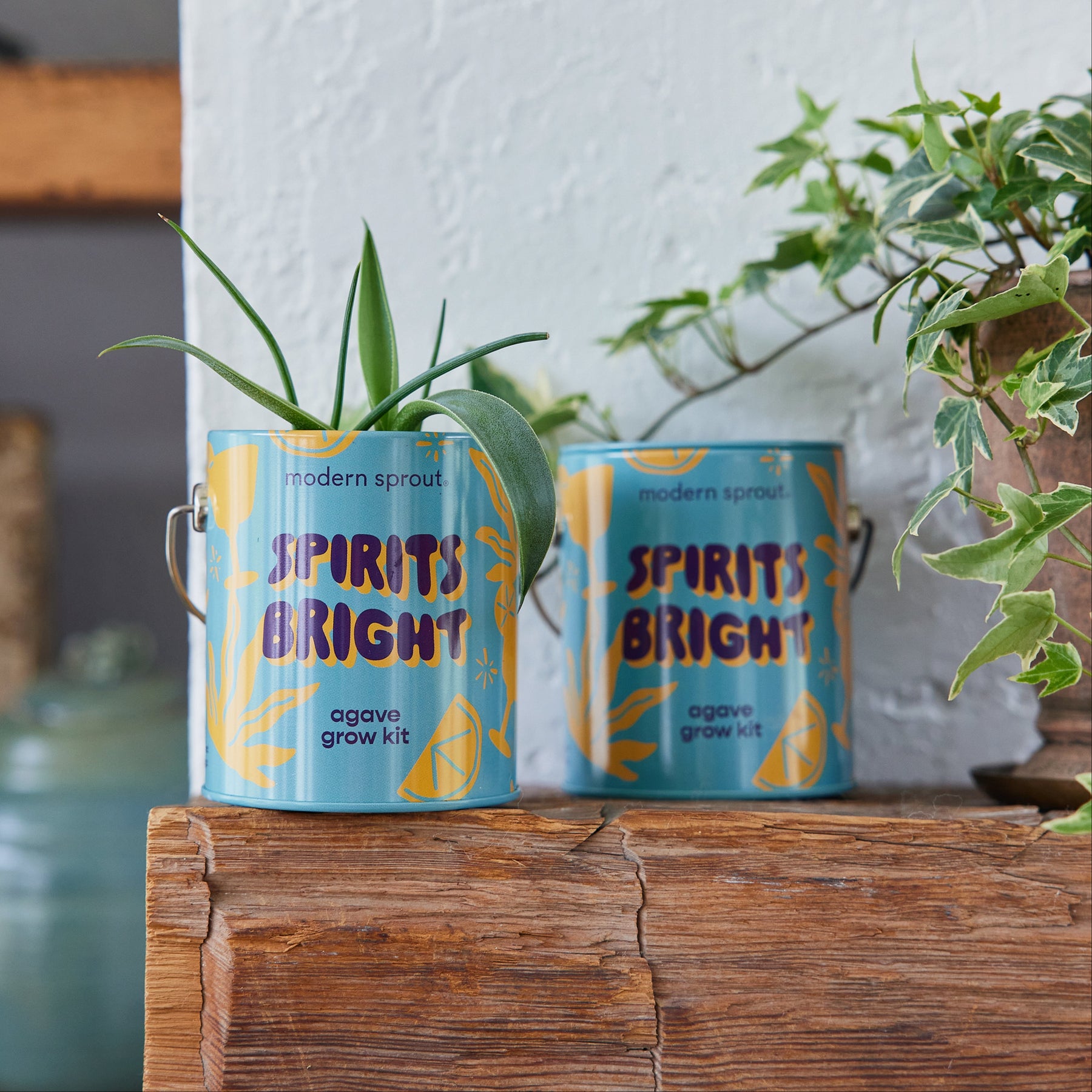 Colorful Holiday Complimentary Colors Grow Kits featuring agave plants in decorative containers on a wooden shelf.