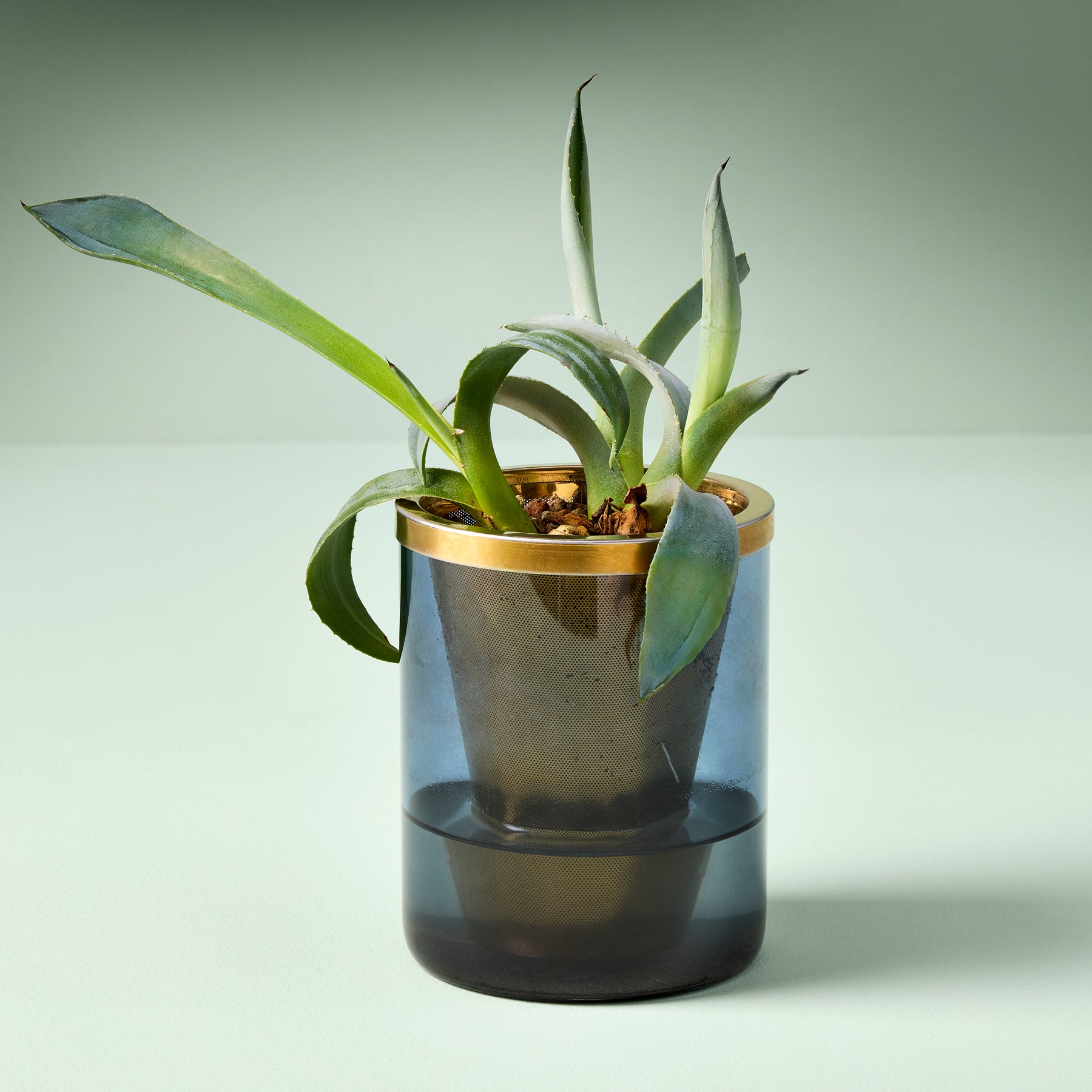 Agave grow kit featuring a stylish glass container with a gold rim, showcasing healthy green leaves.