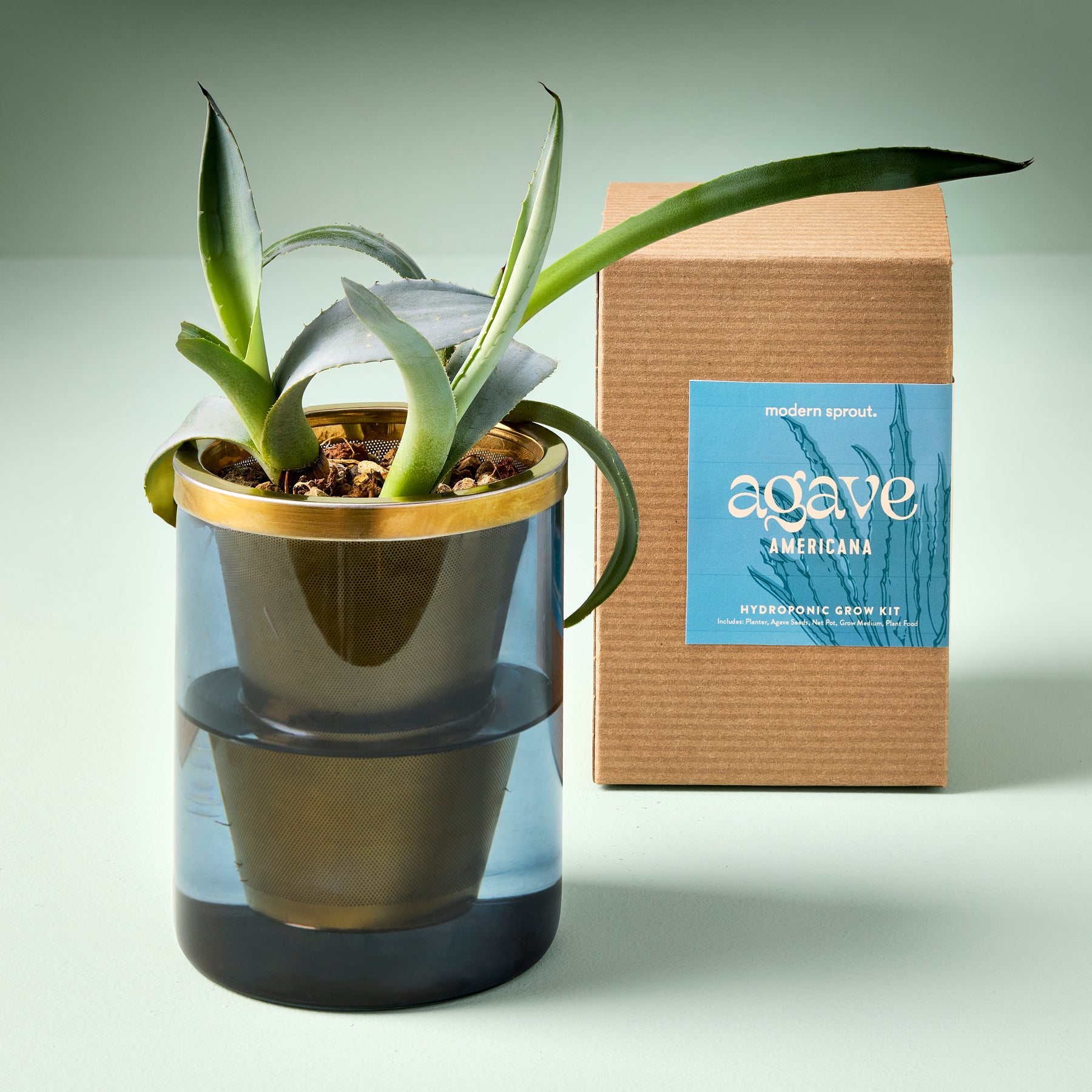 Agave grow kit featuring a stylish hydroponic planter with an agave plant and a cardboard box packaging.