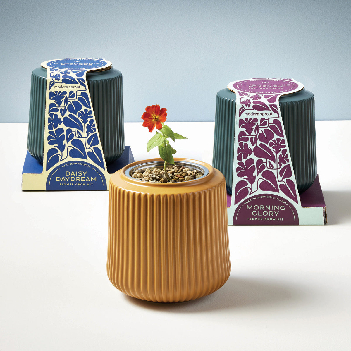 Three flower grow kits displayed: a terracotta ribbed pot with a blooming flower, and two colorful packaging boxes.
