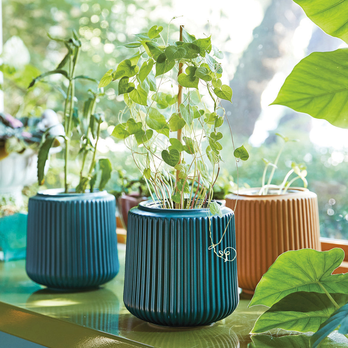 Colorful flower grow kits in textured ceramic pots, featuring vibrant plants thriving indoors with natural light.