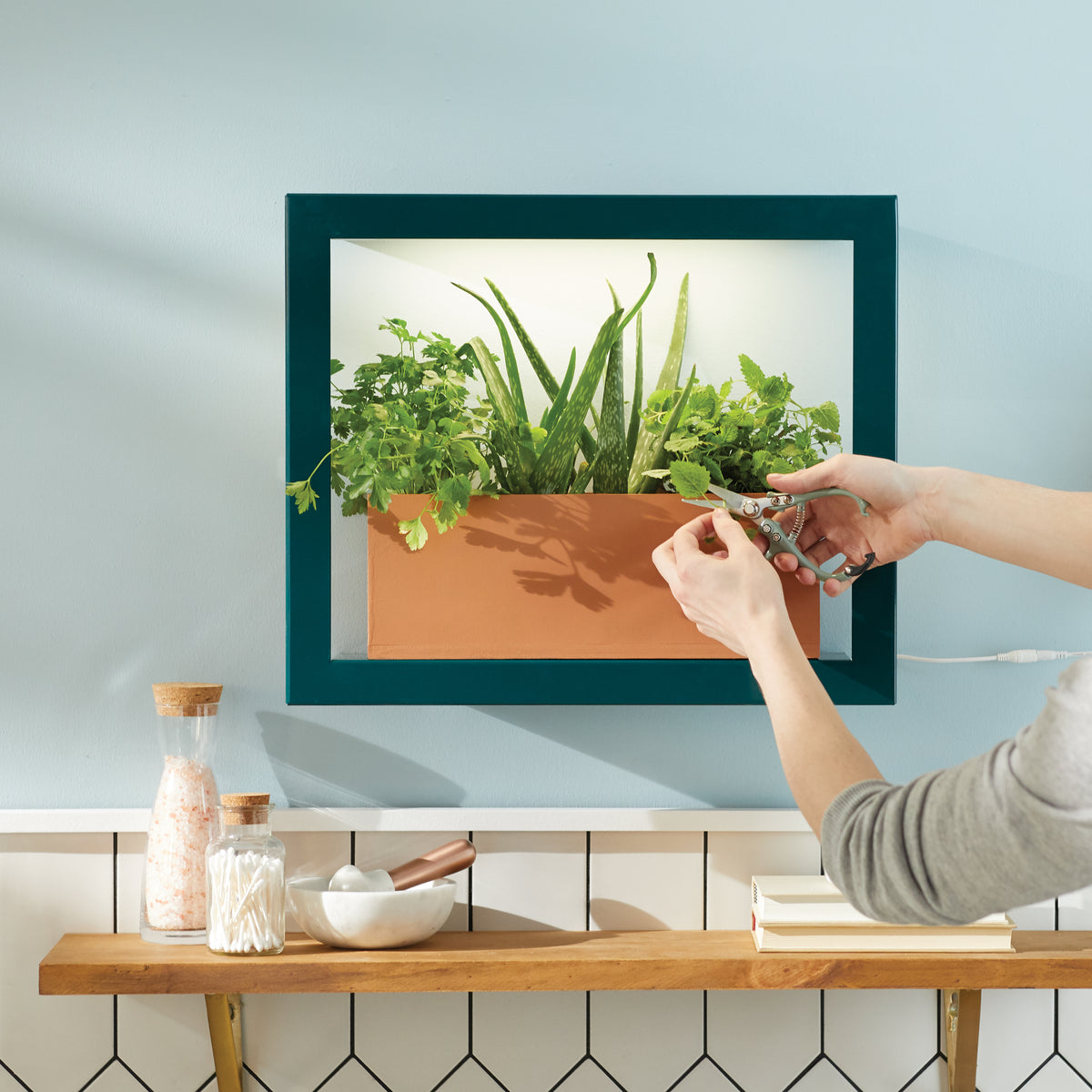 Indoor hydroponic growing kit with green herbs in a terracotta planter, framed by a teal border, hands trimming plants.