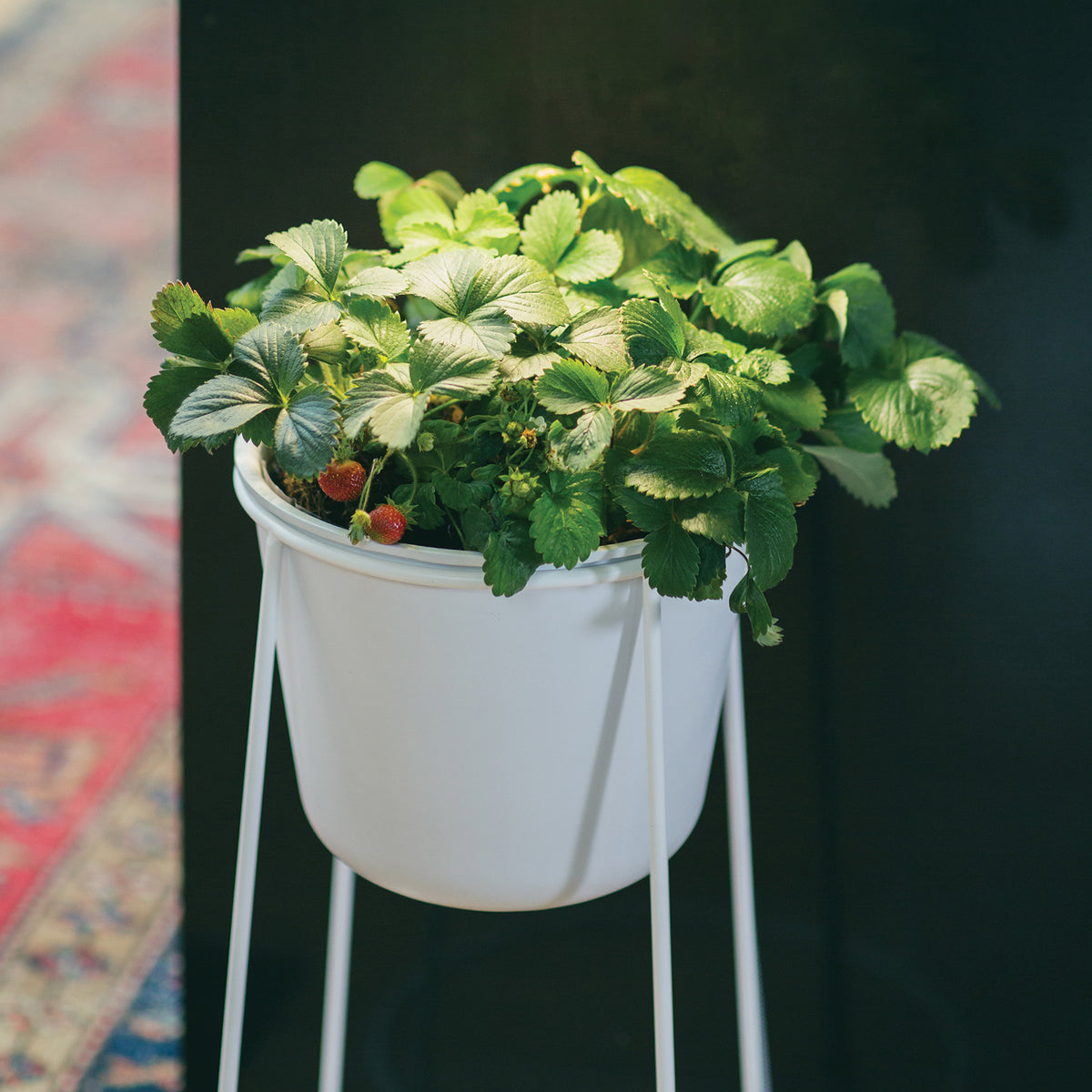 Metal Planter & Stand