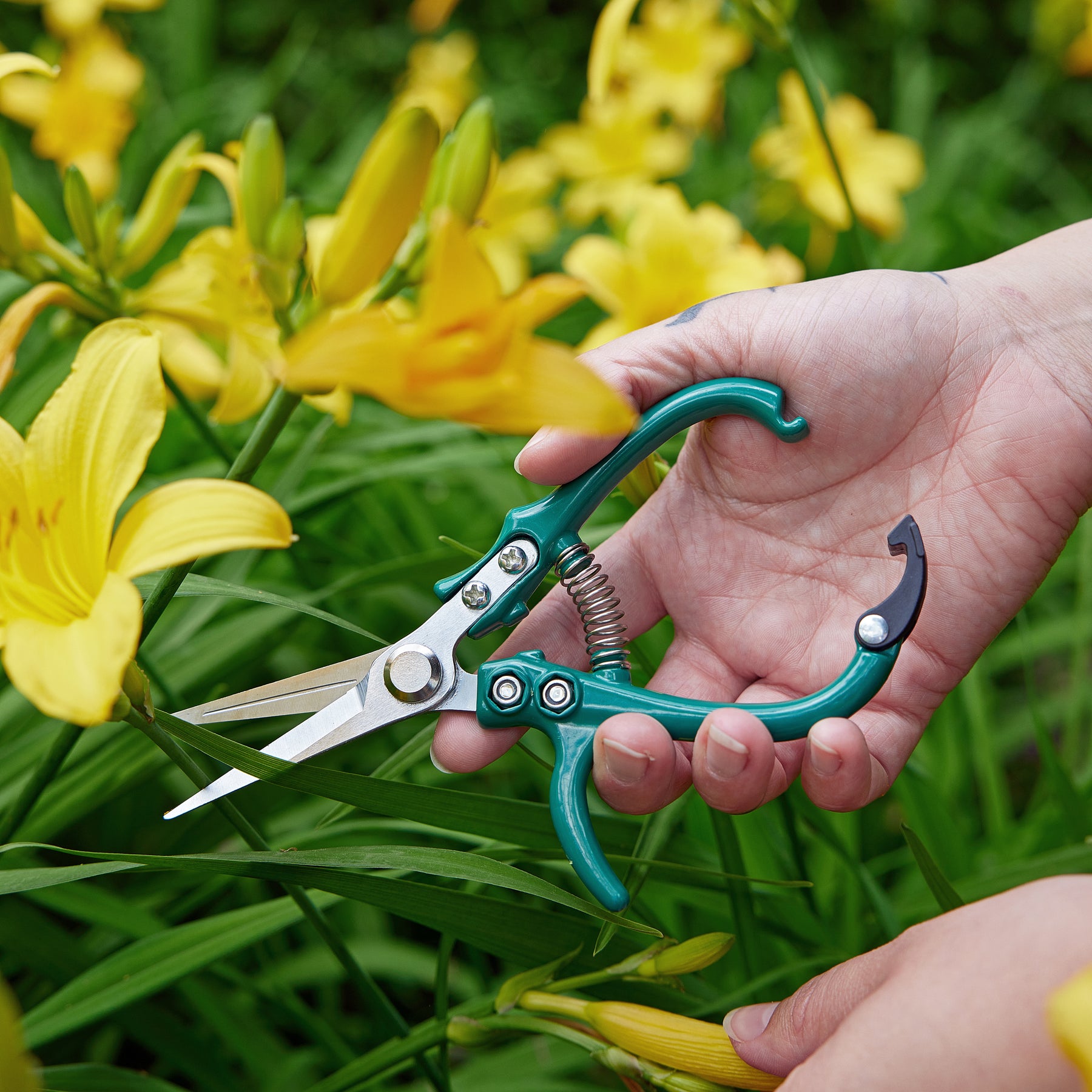 A hand holding gardening shears, poised to trim vibrant yellow flowers in a lush green garden.