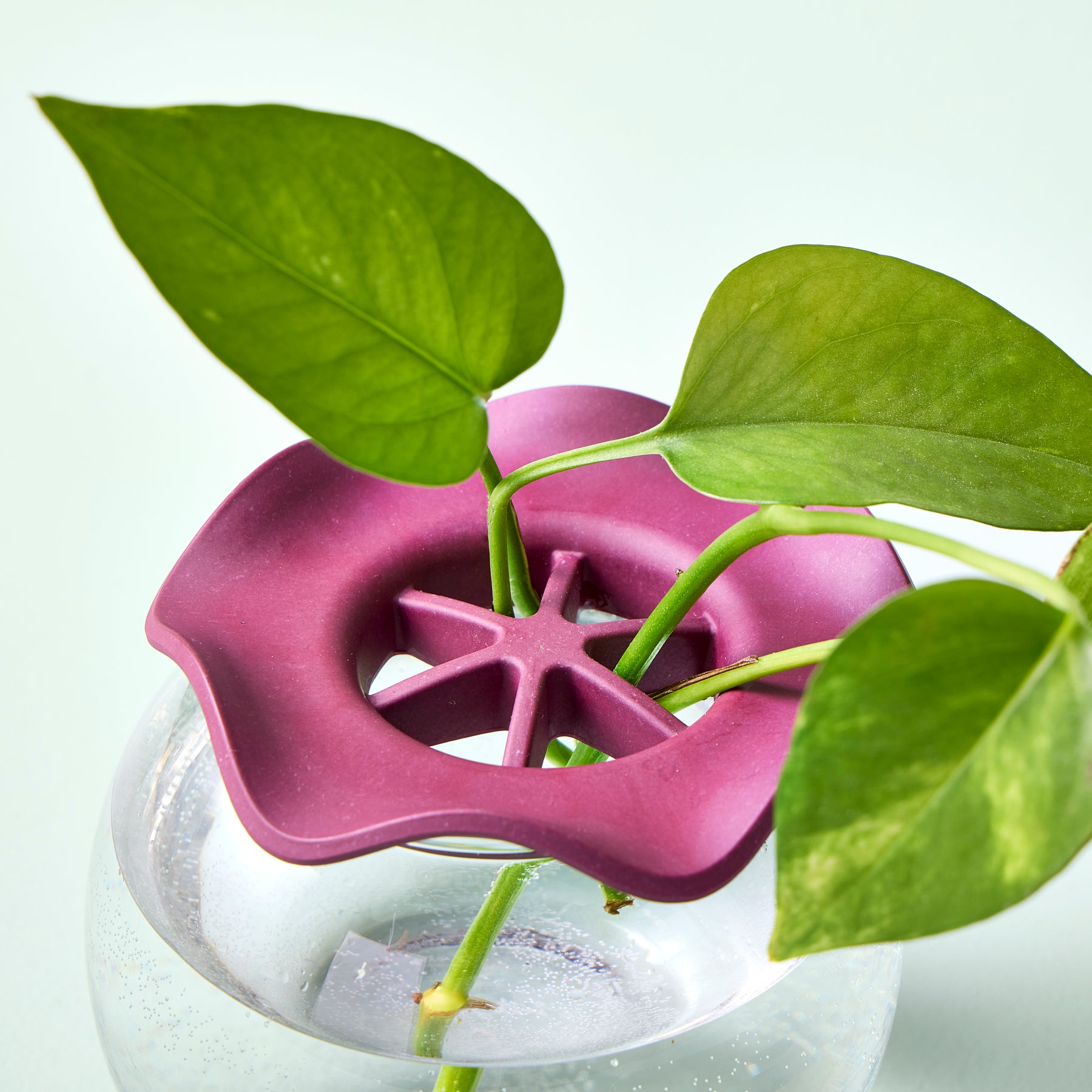 Two-pack of Botanical Keepers holding plant stems in a glass vase, featuring a purple silicone design for support.