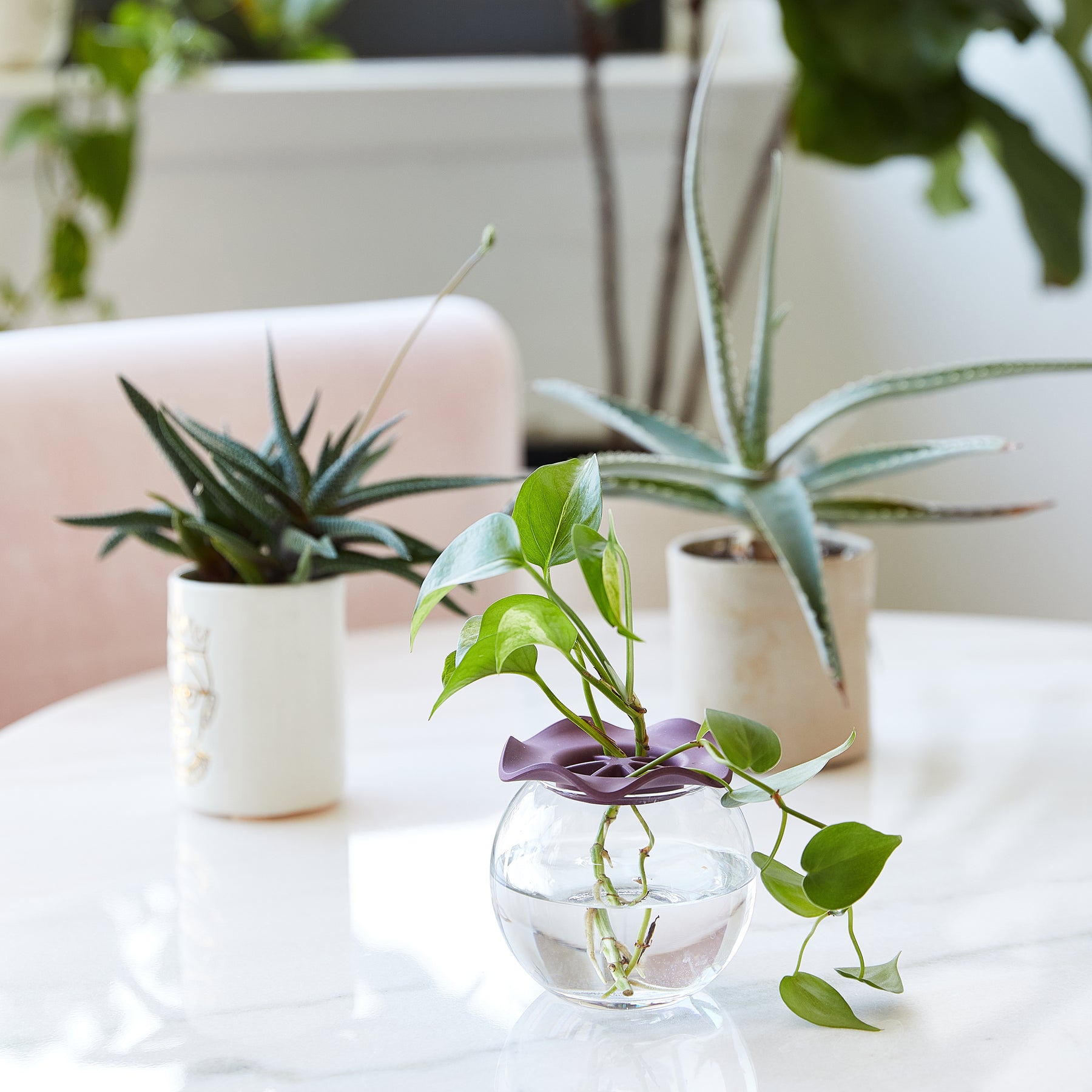 Two Botanical Keepers in a glass vase with water, surrounded by potted succulents on a marble table.