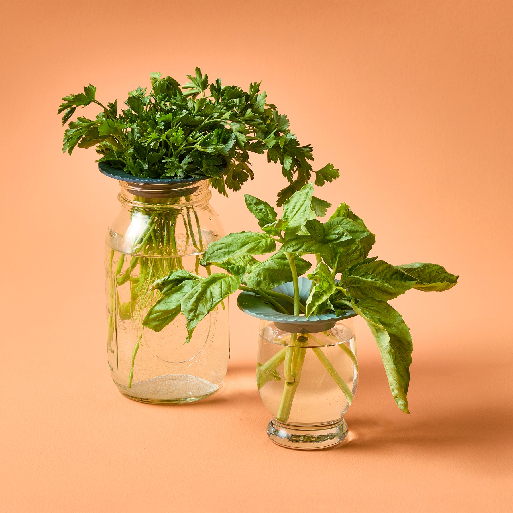 Two glass jars with fresh herbs, one holding cilantro and the other holding leafy greens, both using Produce Keepers.
