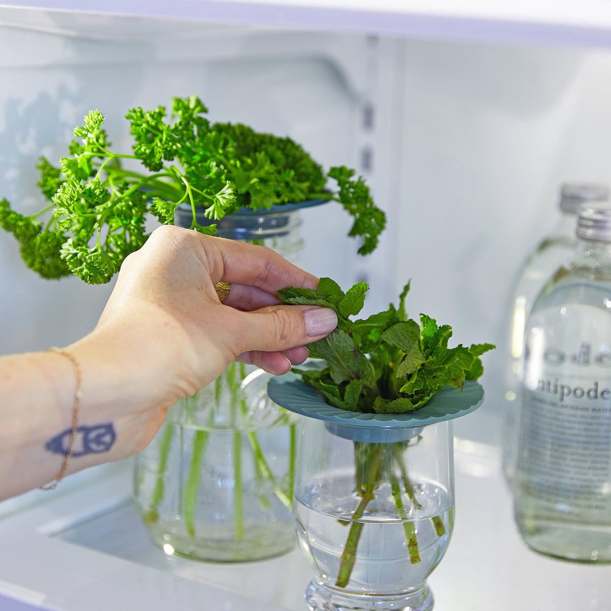 Hand placing fresh herbs in a Produce Keeper inside a refrigerator, showcasing the 2-pack design for optimal freshness.