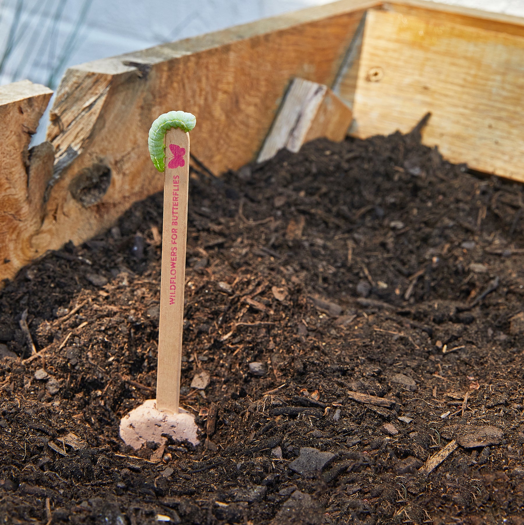 Seed Pops for pollinators in soil, featuring a wooden marker with a caterpillar on top, promoting butterfly growth.