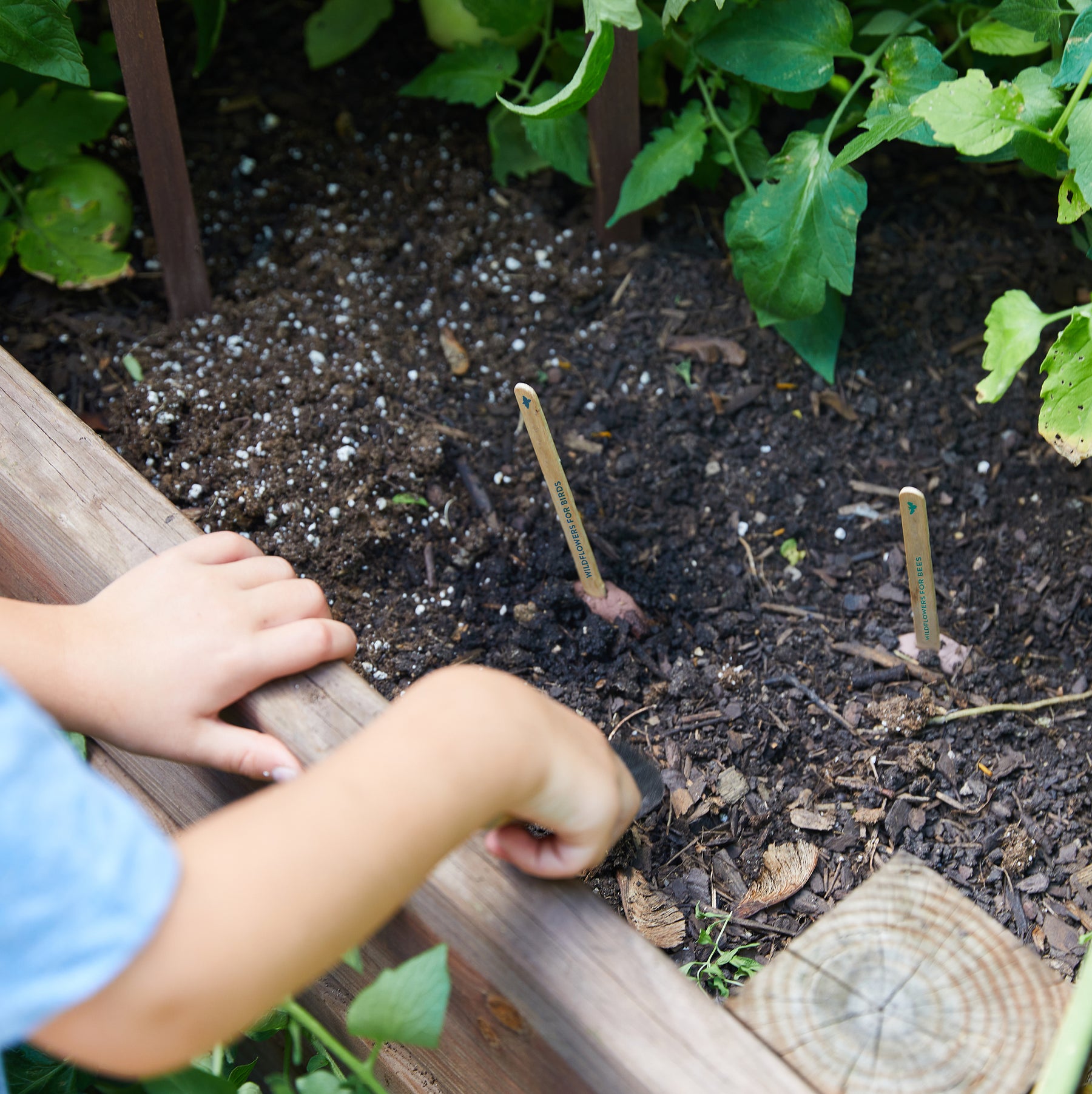 A child planting Seed Pops in a garden bed, with wooden markers indicating the seeds' locations among dark soil and green plants.