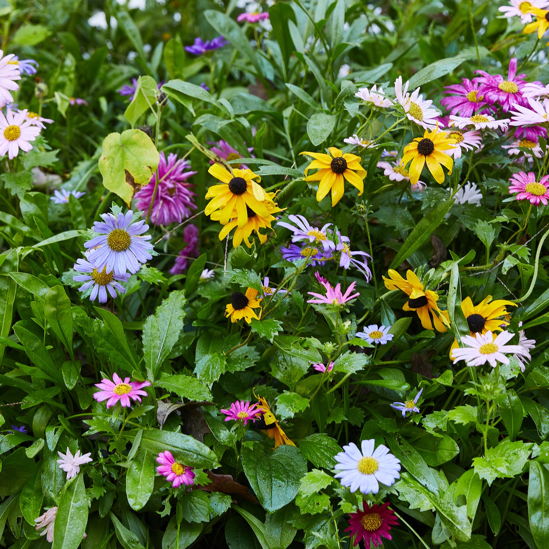 Vibrant garden filled with colorful flowers, including daisies and black-eyed Susans, surrounded by lush green foliage.