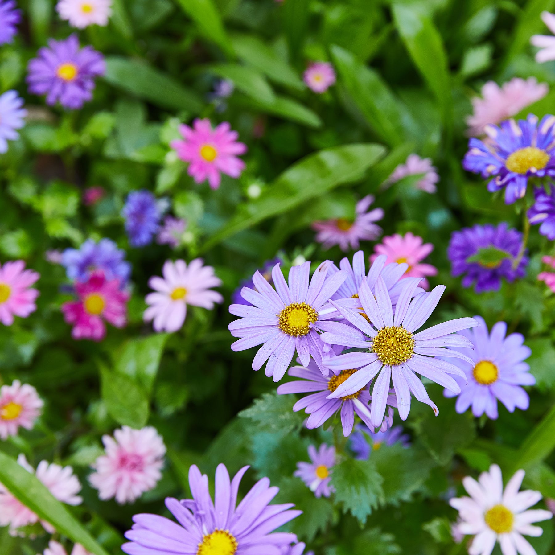 Colorful flowers in shades of purple, pink, and blue create a vibrant garden scene, showcasing nature's beauty.