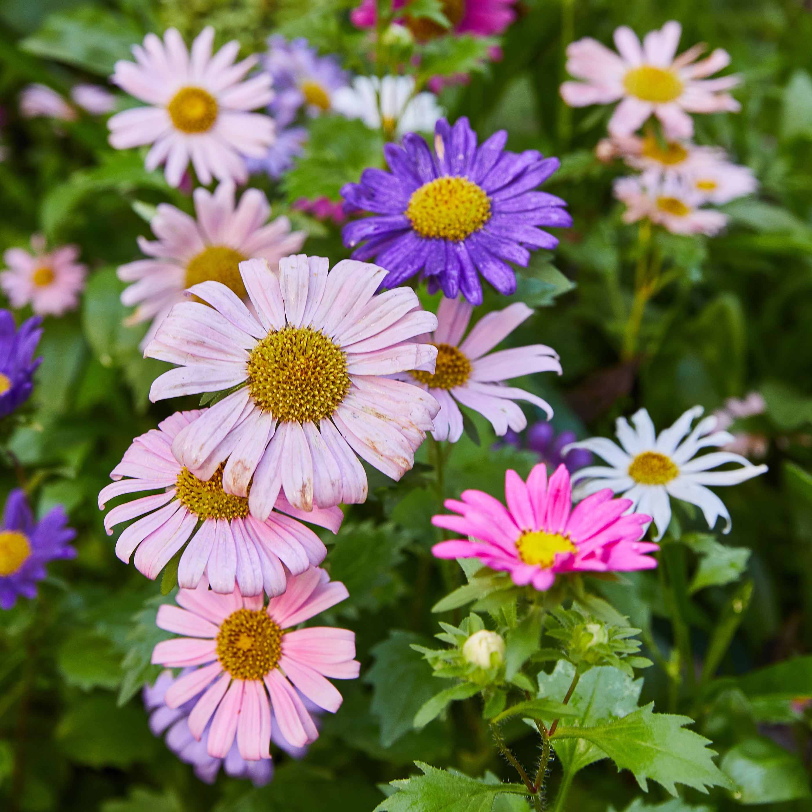 Colorful flowers in shades of pink, purple, and white bloom among lush green foliage, attracting pollinators.