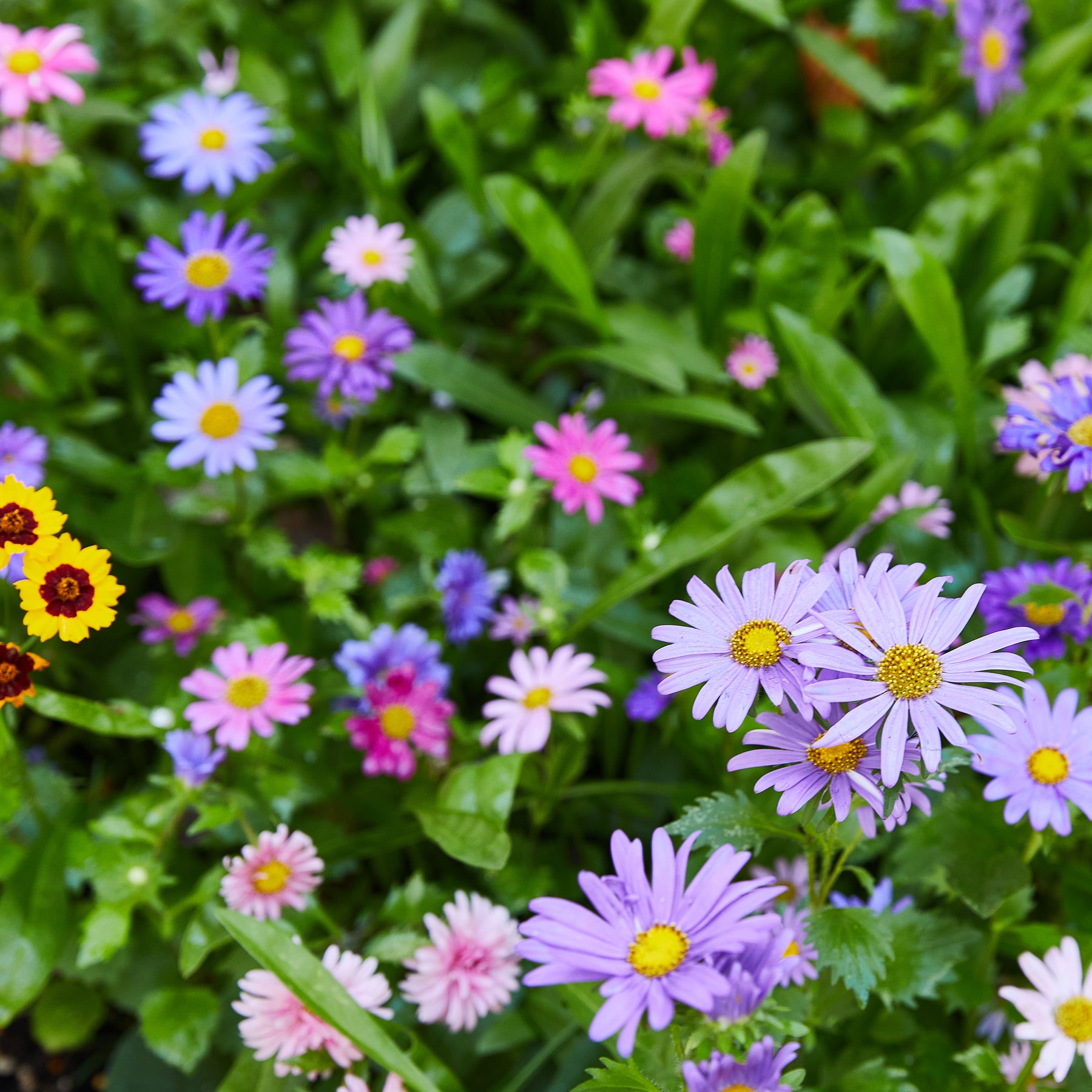 Colorful wildflowers in a lush garden, showcasing vibrant pink, purple, and yellow blooms among green foliage.