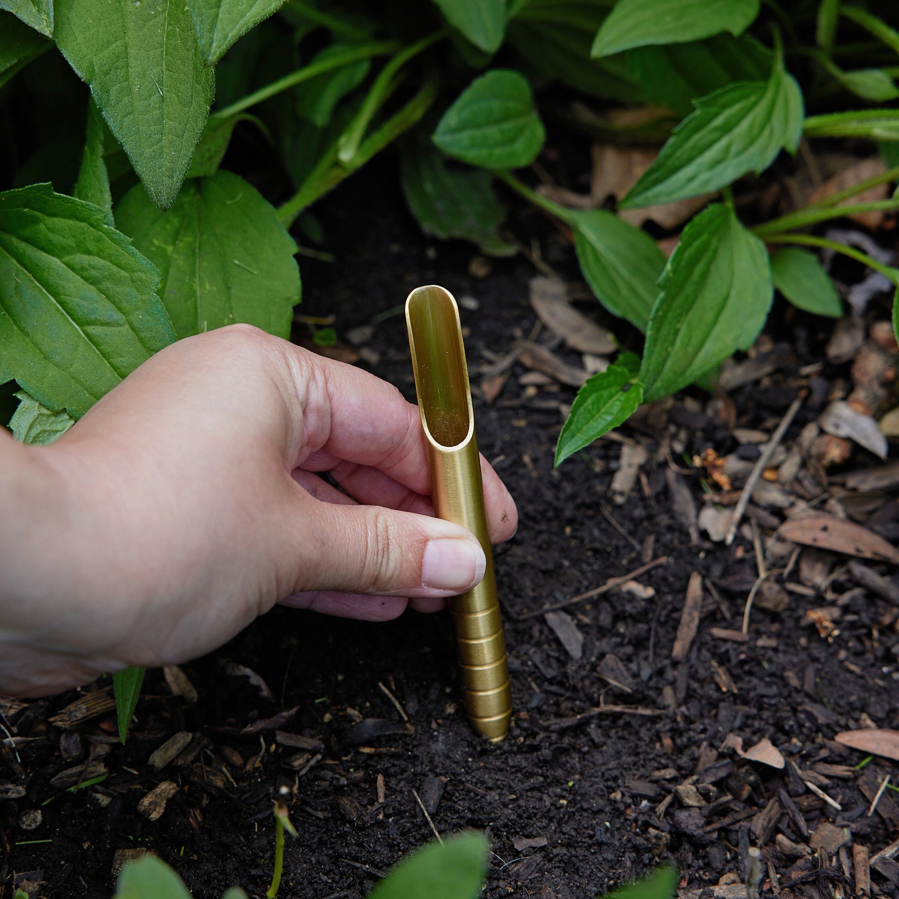 A hand using a gold seed library tool to plant seeds in dark soil surrounded by green foliage.