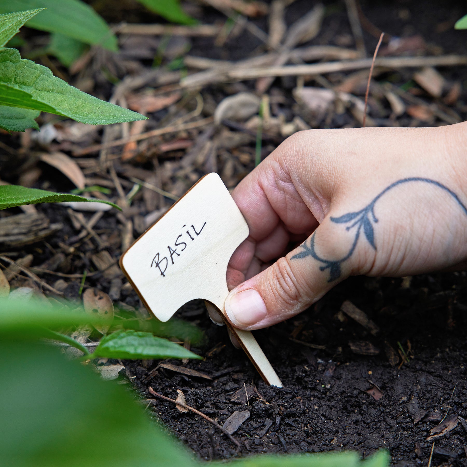 Hand placing a wooden plant marker labeled "Basil" into dark soil among green leaves in a garden.