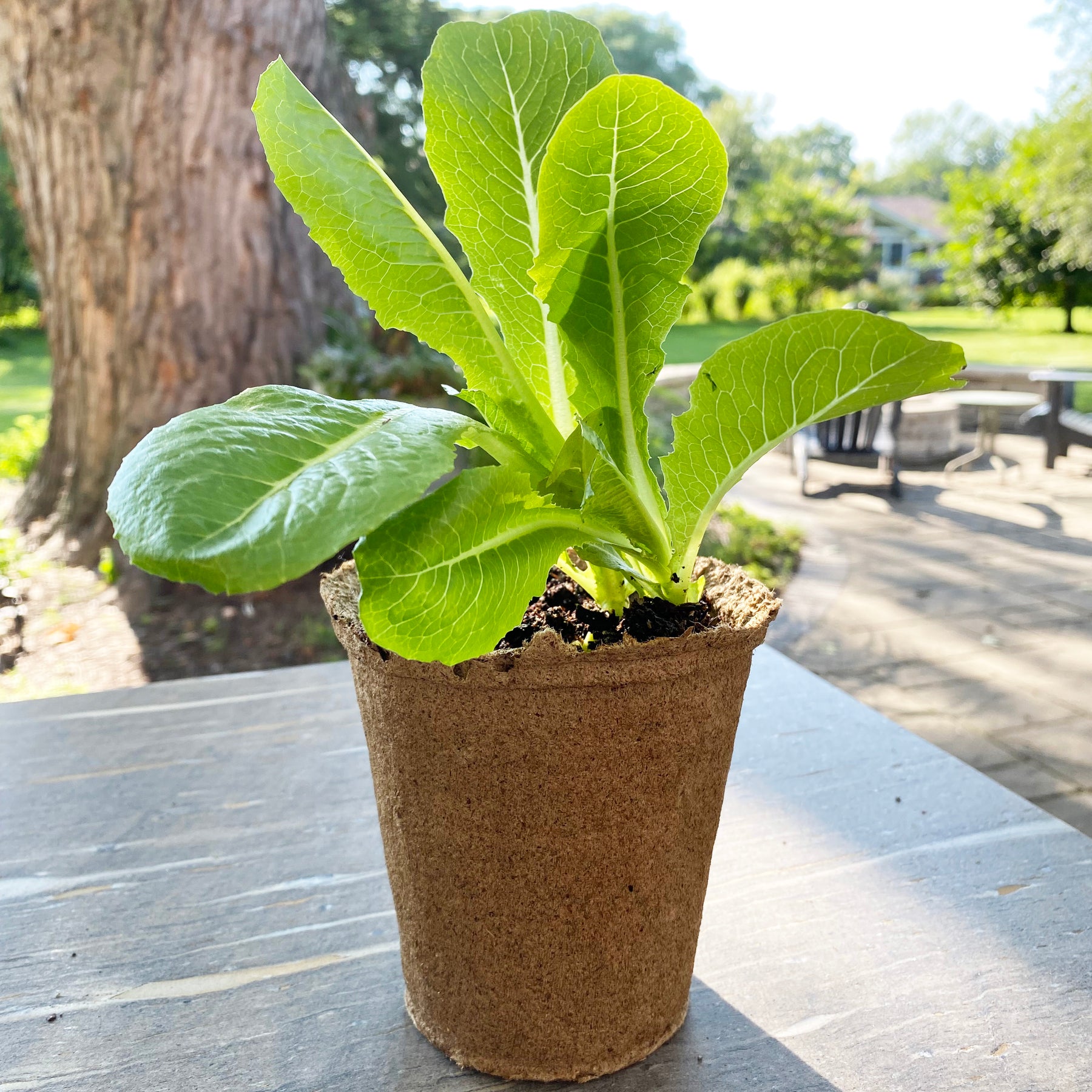 Four-inch CowPots filled with healthy green romaine lettuce, showcasing sustainable planting options for gardeners.