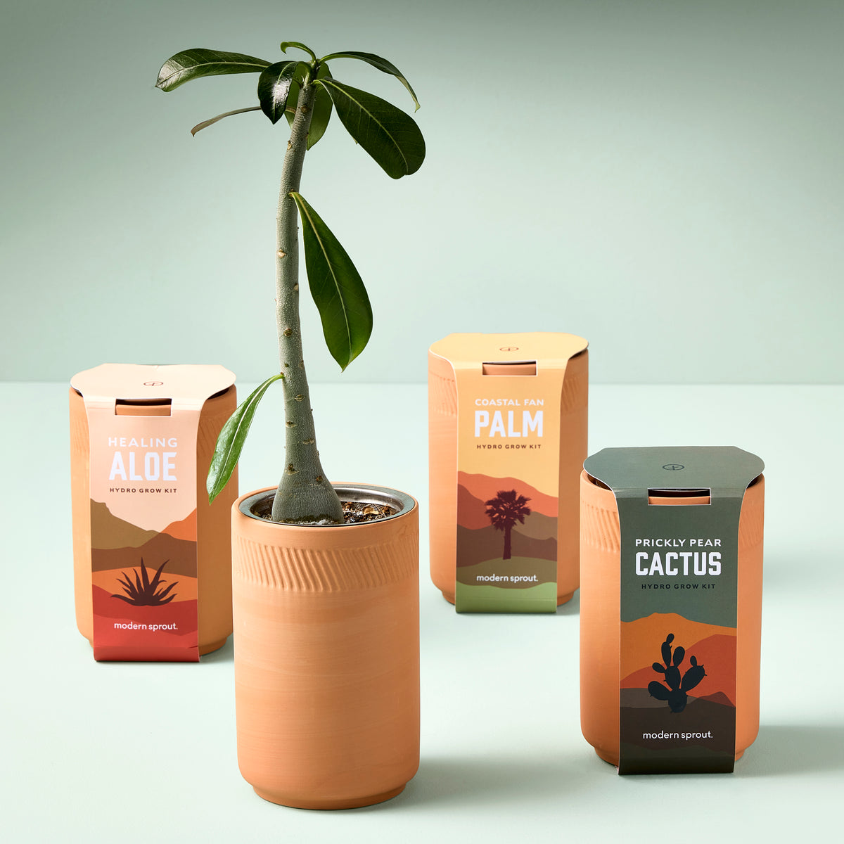 Terracotta grow kits featuring aloe, palm, and cactus plants in stylish pots, showcasing modern indoor gardening.