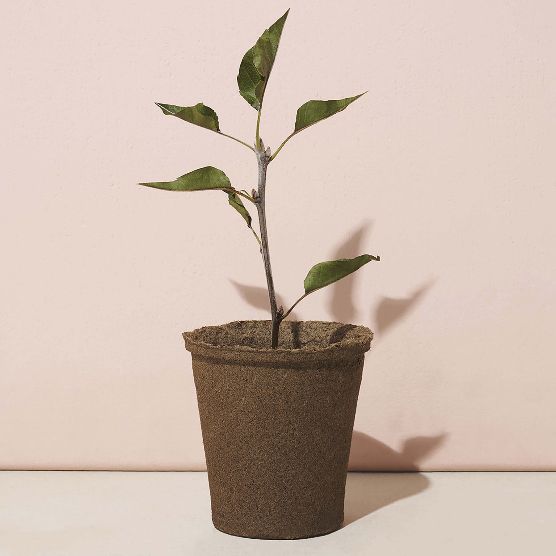 Set of 15 biodegradable 4-inch CowPots with a young plant growing in one, showcasing eco-friendly gardening.