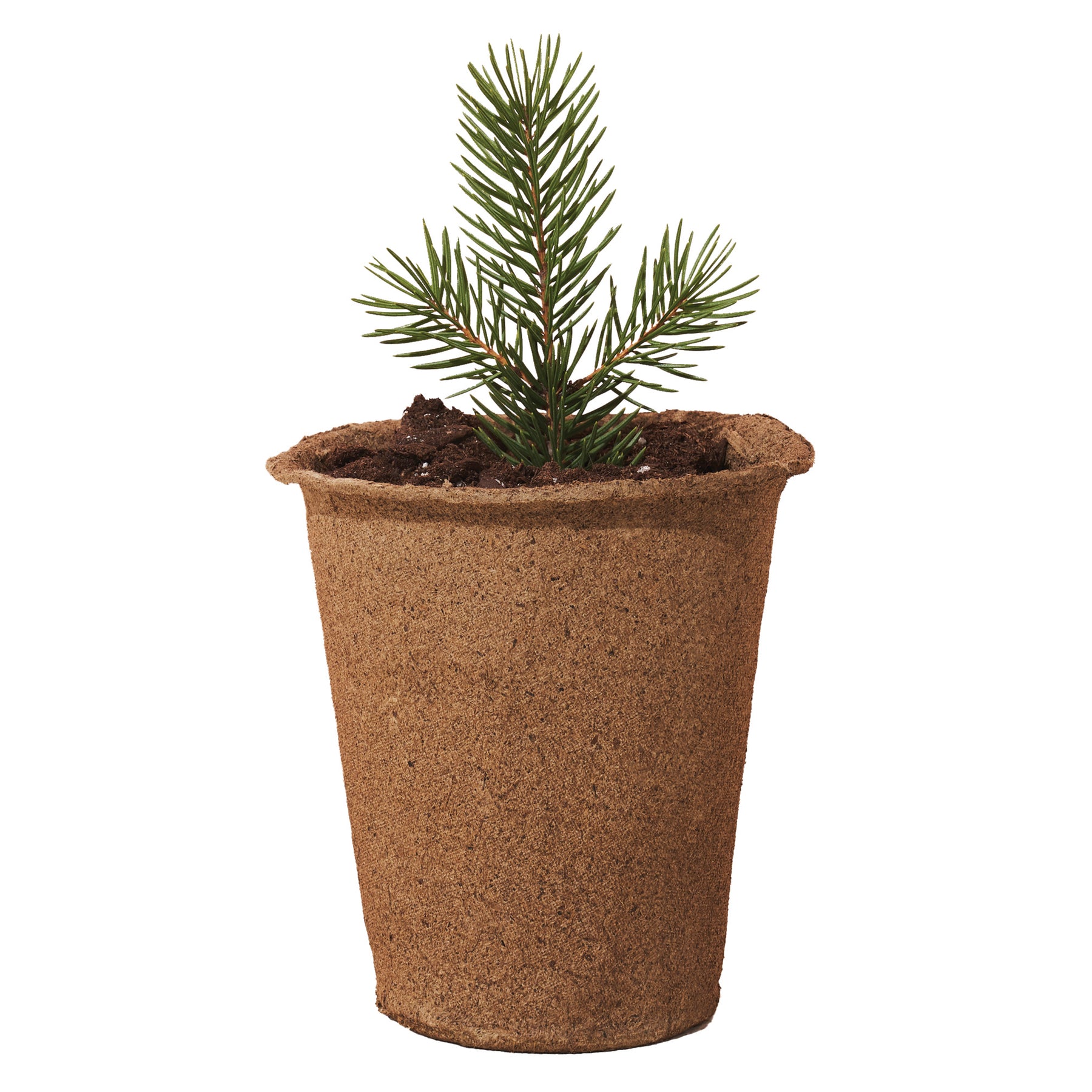 Eco-friendly 4-inch CowPots with a small pine seedling, ideal for sustainable gardening and planting. 15-pack.