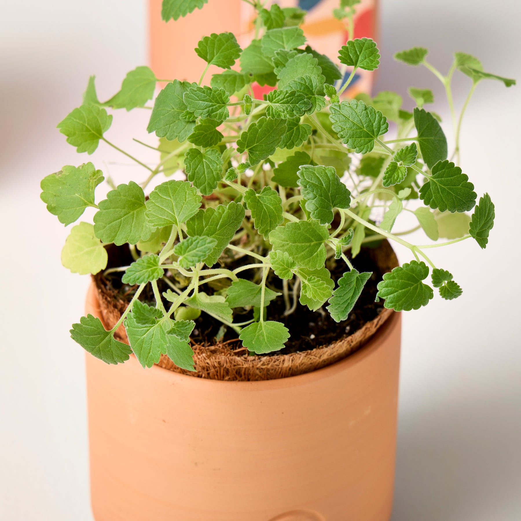Tiny terracotta grow kit with vibrant green herbs thriving in a small pot, showcasing healthy foliage and soil.