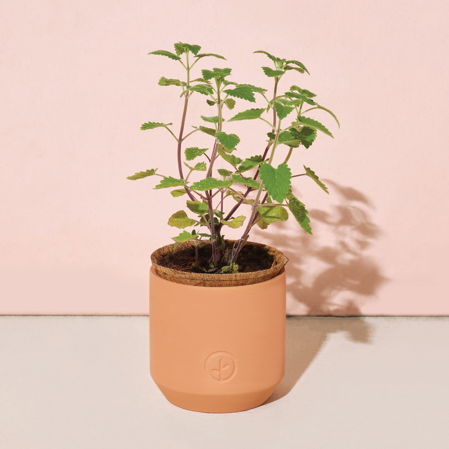 Tiny terracotta grow kit featuring a young plant with green leaves in a minimalist pot against a soft pink background.
