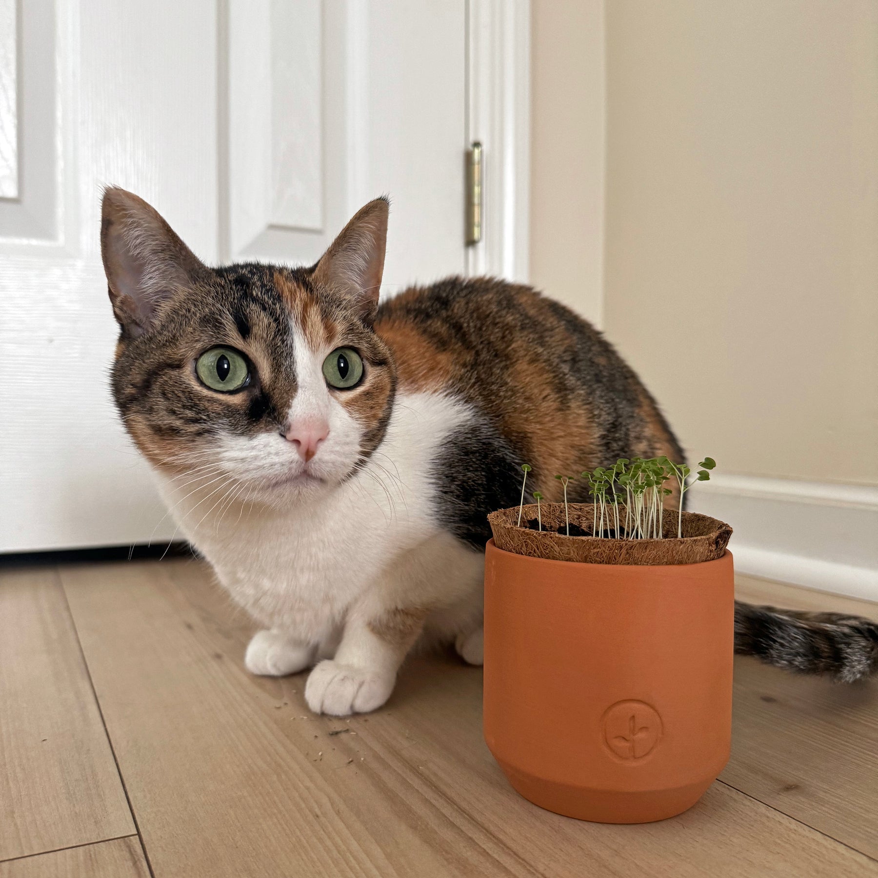 A calico cat sits beside a small terracotta pot with young plants growing inside, set against a light-colored wall.