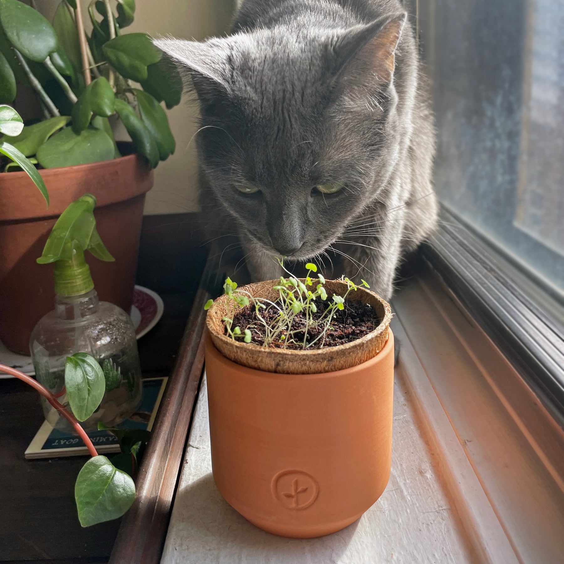 A gray cat curiously sniffs a tiny terracotta grow kit with small green plants, placed on a windowsill.
