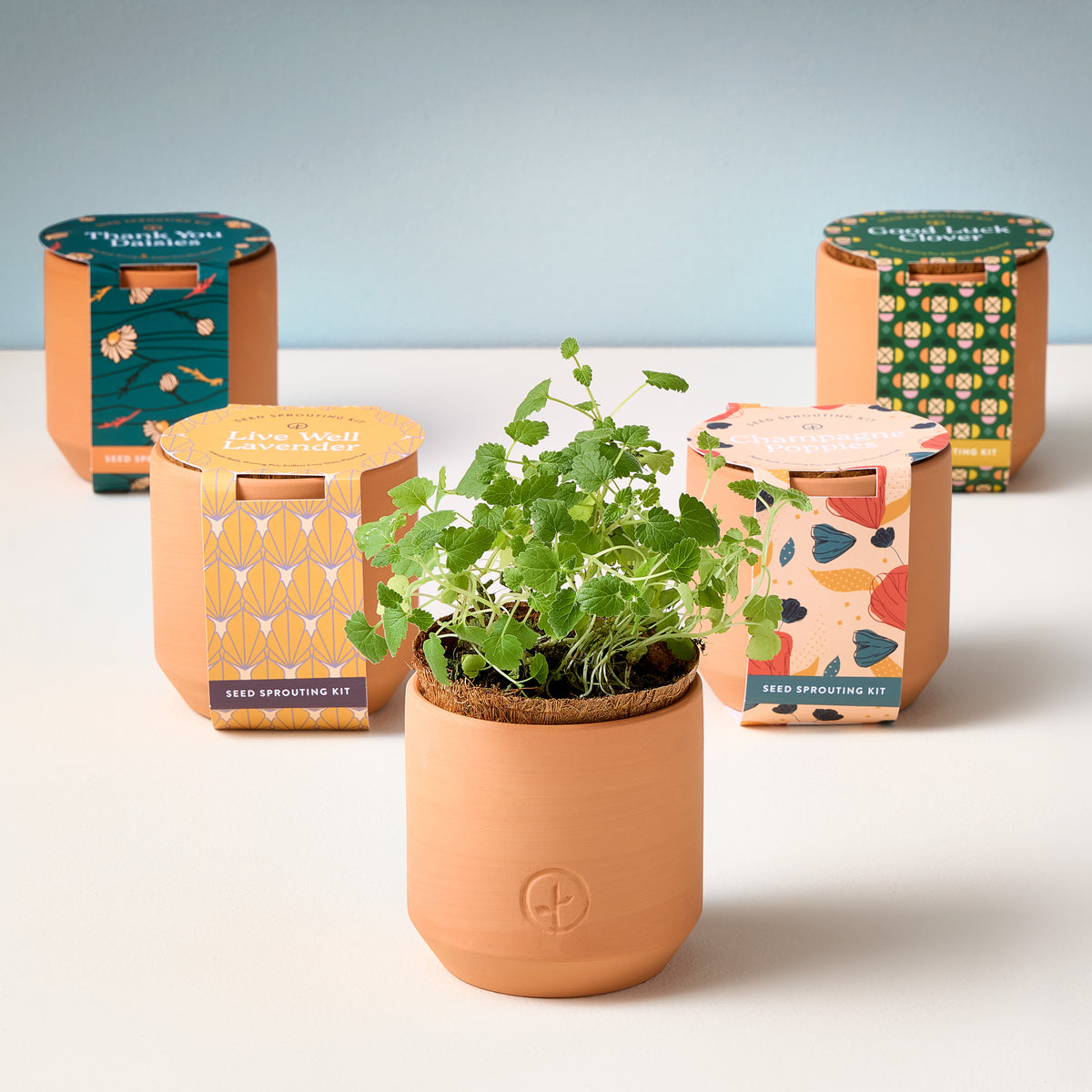 Tiny Terracotta Kits featuring a small plant in a terracotta pot, surrounded by colorful seed sprouting kit packaging.