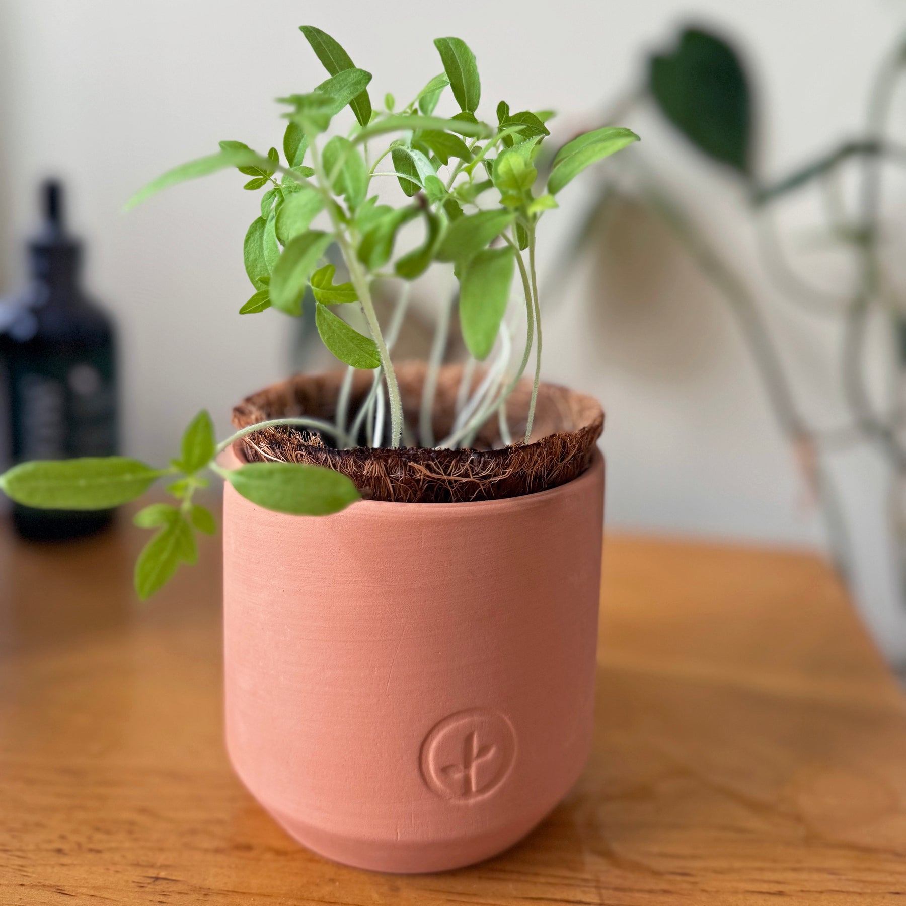 Tiny terracotta garden kit featuring young green plants in a natural fiber-lined pot, set on a wooden surface.