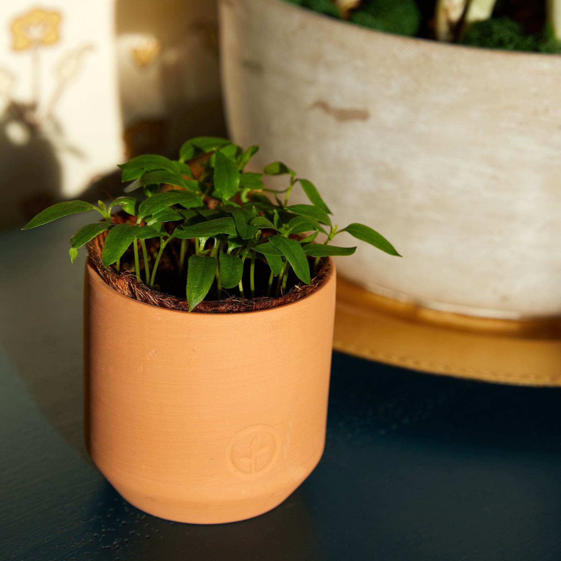 Tiny terracotta garden kit featuring a small plant in a minimalist pot, set against a blurred background of greenery.