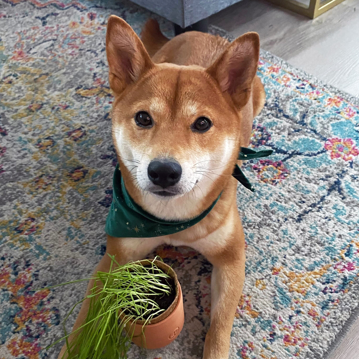 A Shiba Inu dog sits on a colorful rug, looking at the camera with a small terracotta pot of grass beside it.