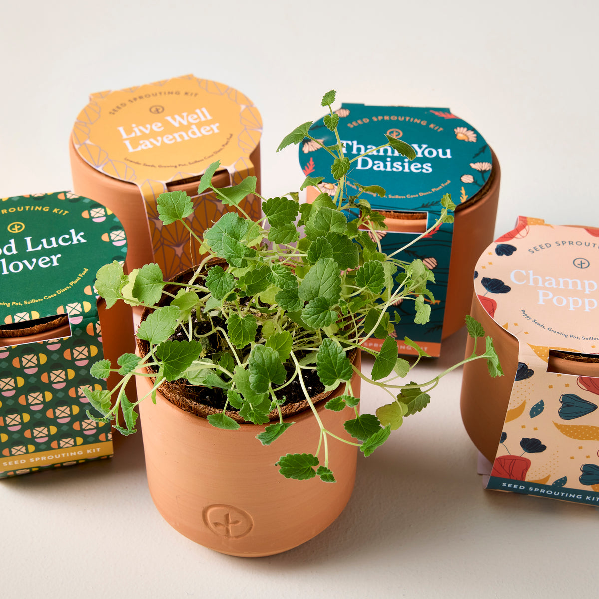Tiny Terracotta Kits featuring small plants in terracotta pots, with colorful packaging for various seed varieties.