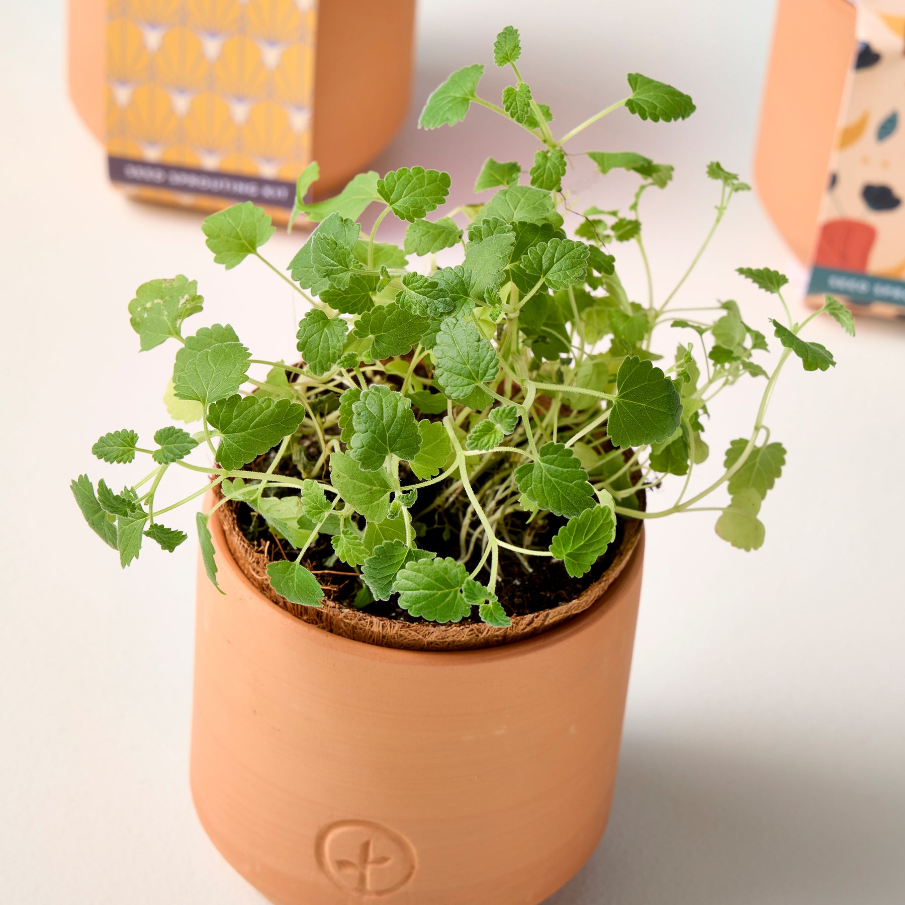 Tiny terracotta pot with vibrant green herbs growing, showcasing a natural and charming indoor gardening setup.