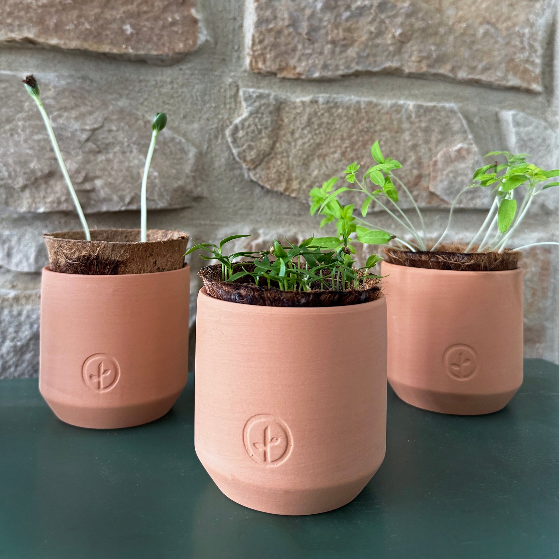 Three tiny terracotta garden kits with seedlings, featuring a natural stone background. Ideal for indoor gardening.