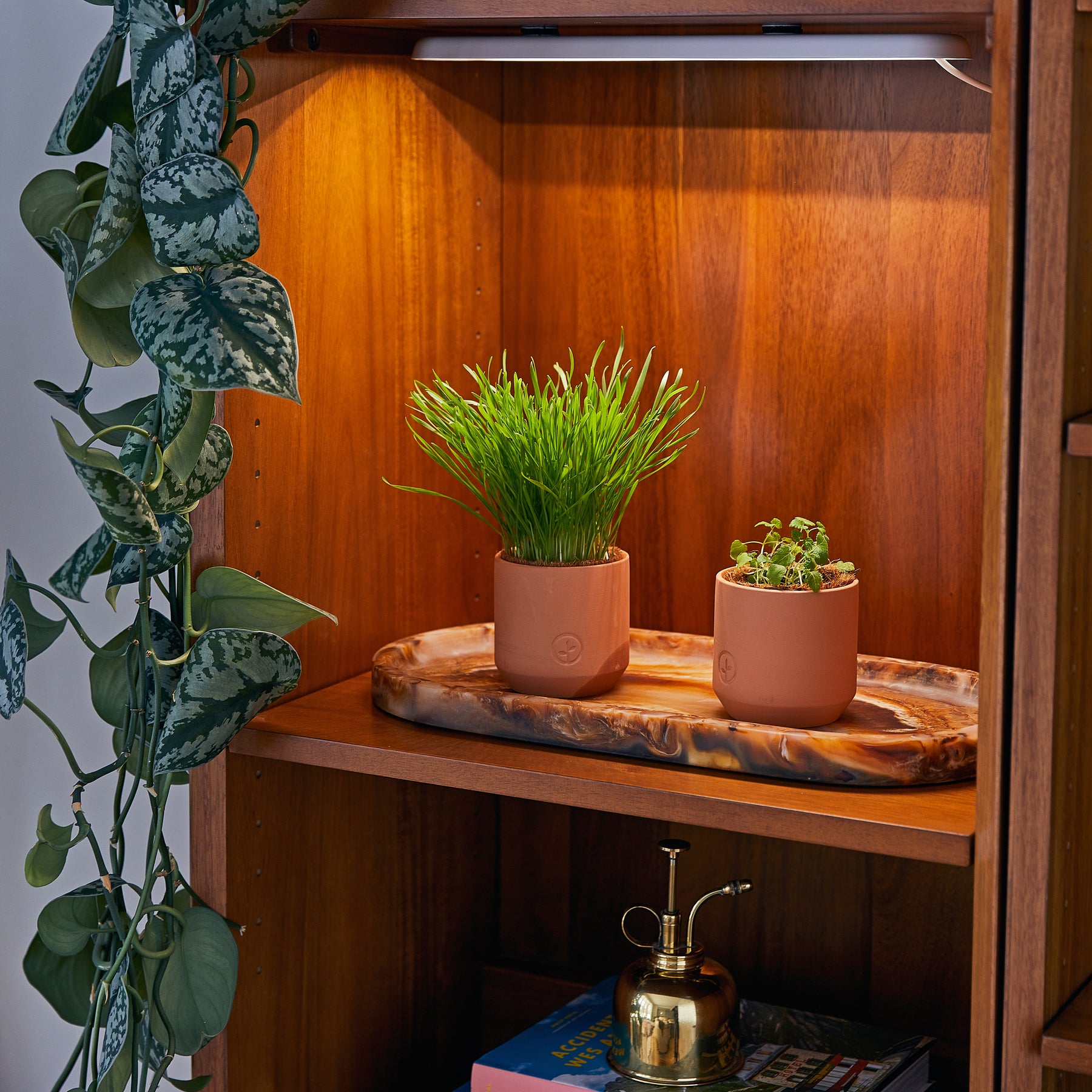 Two tiny terracotta grow kits with grass and herbs displayed on a wooden shelf, surrounded by greenery and warm lighting.