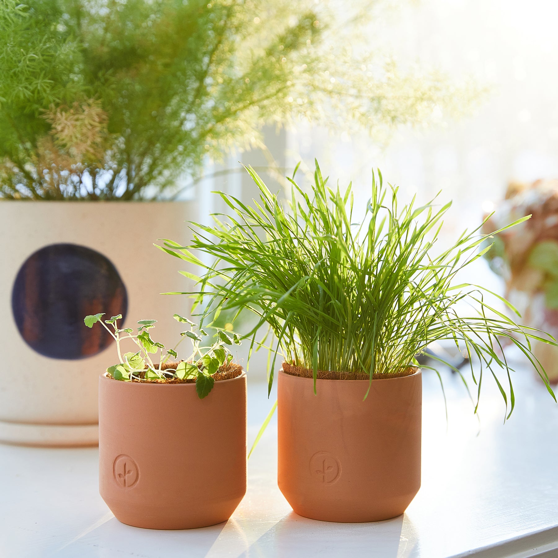 Tiny terracotta grow kits featuring small plants, including herbs and grass, on a bright windowsill.