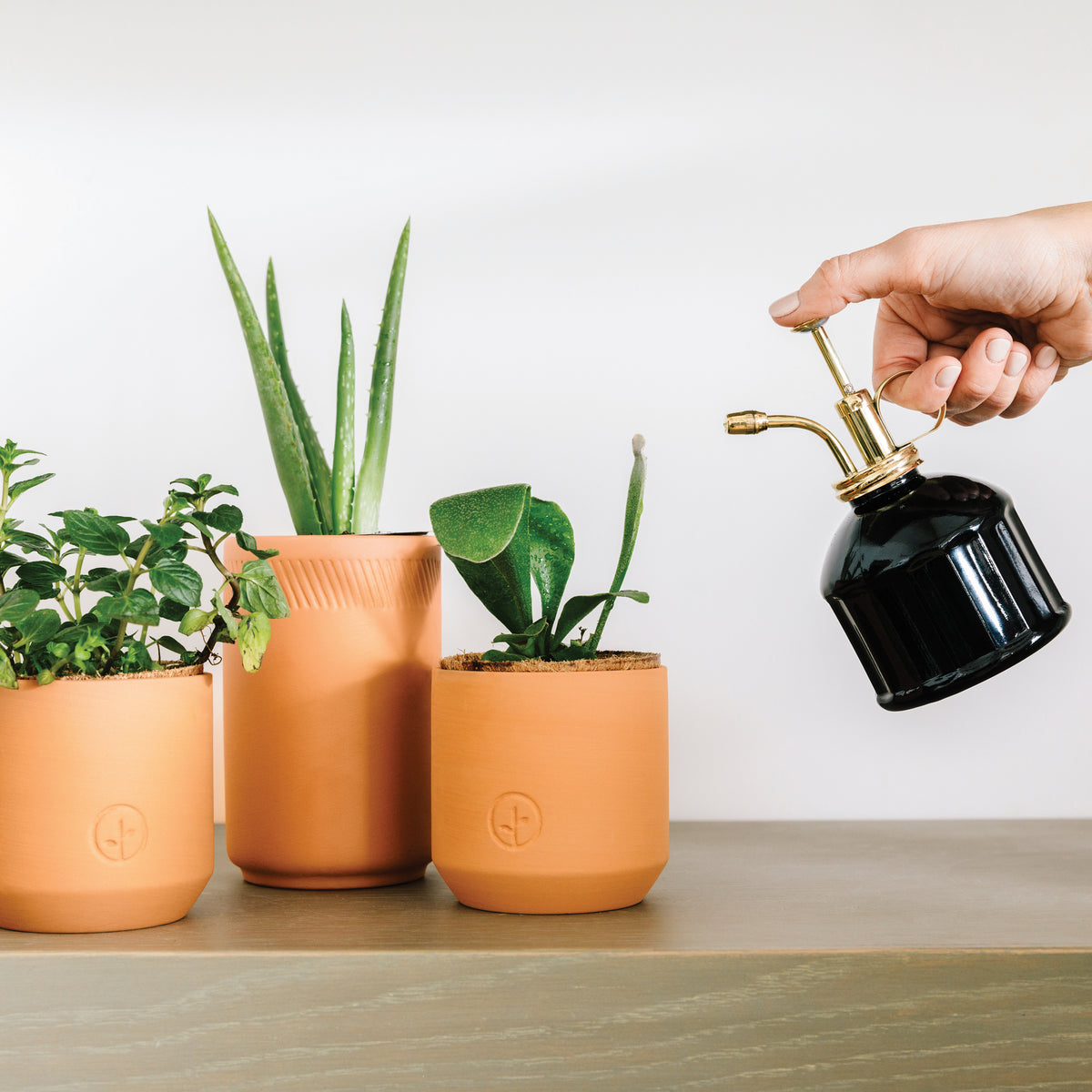 Hand watering three terracotta pots with green herbs and aloe, featuring a sleek black spray bottle.