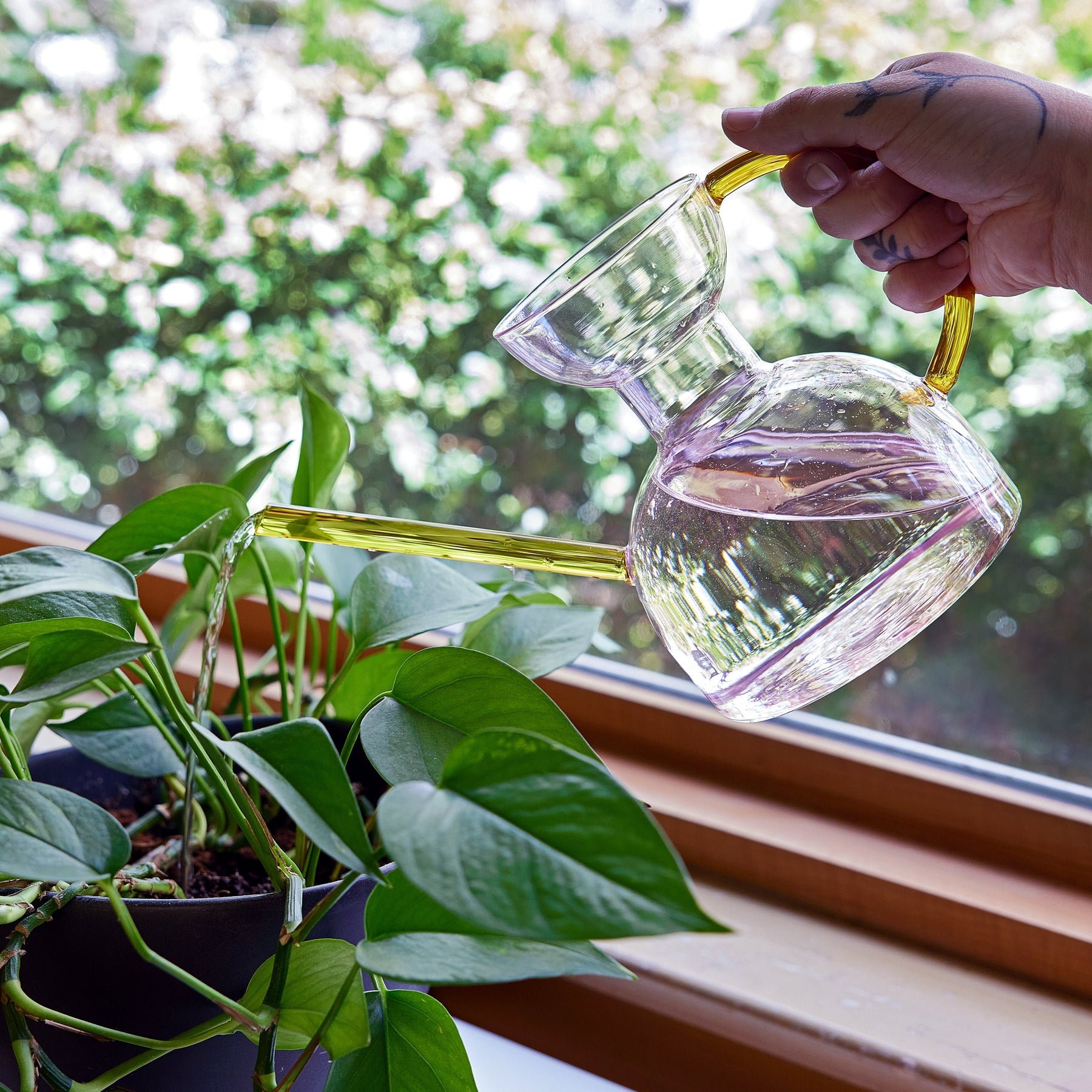 Clear glass watering can with a yellow handle, being used to water a green potted plant by a window.