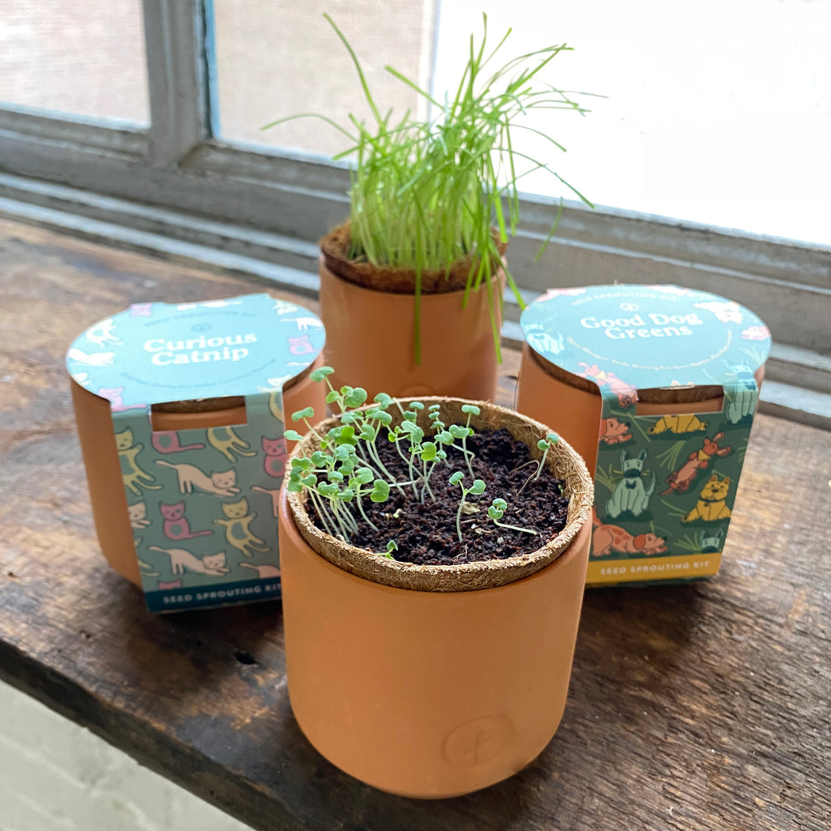 Tiny terracotta grow kits for pets featuring catnip and dog greens, with seedlings sprouting in rustic pots.