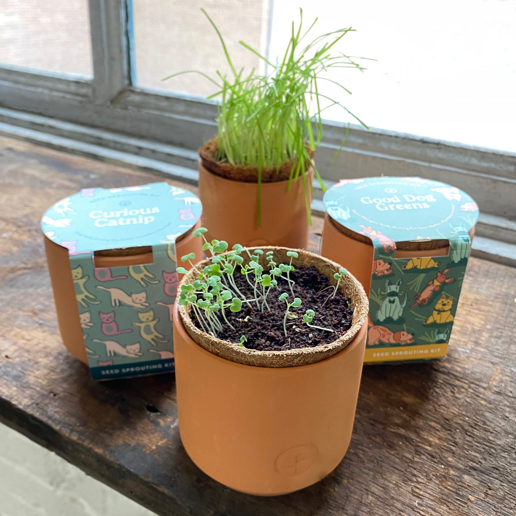 Pet Tiny Terracotta Grow Kits